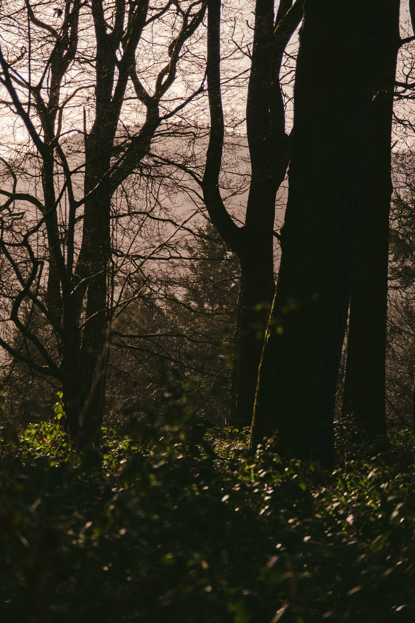 Will Thompson @shotbythompson-1 20.jpg