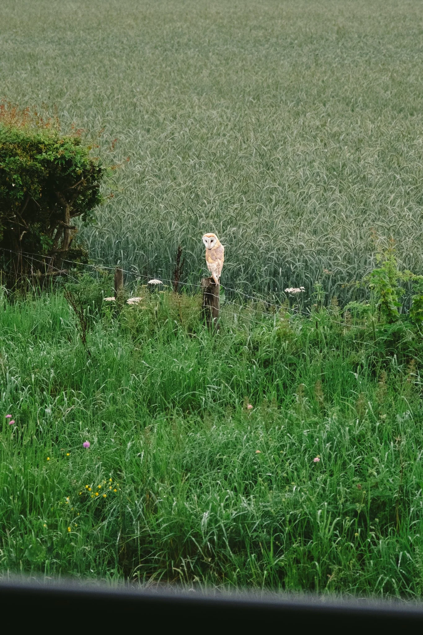 @willthompsonisaway-06.JPG