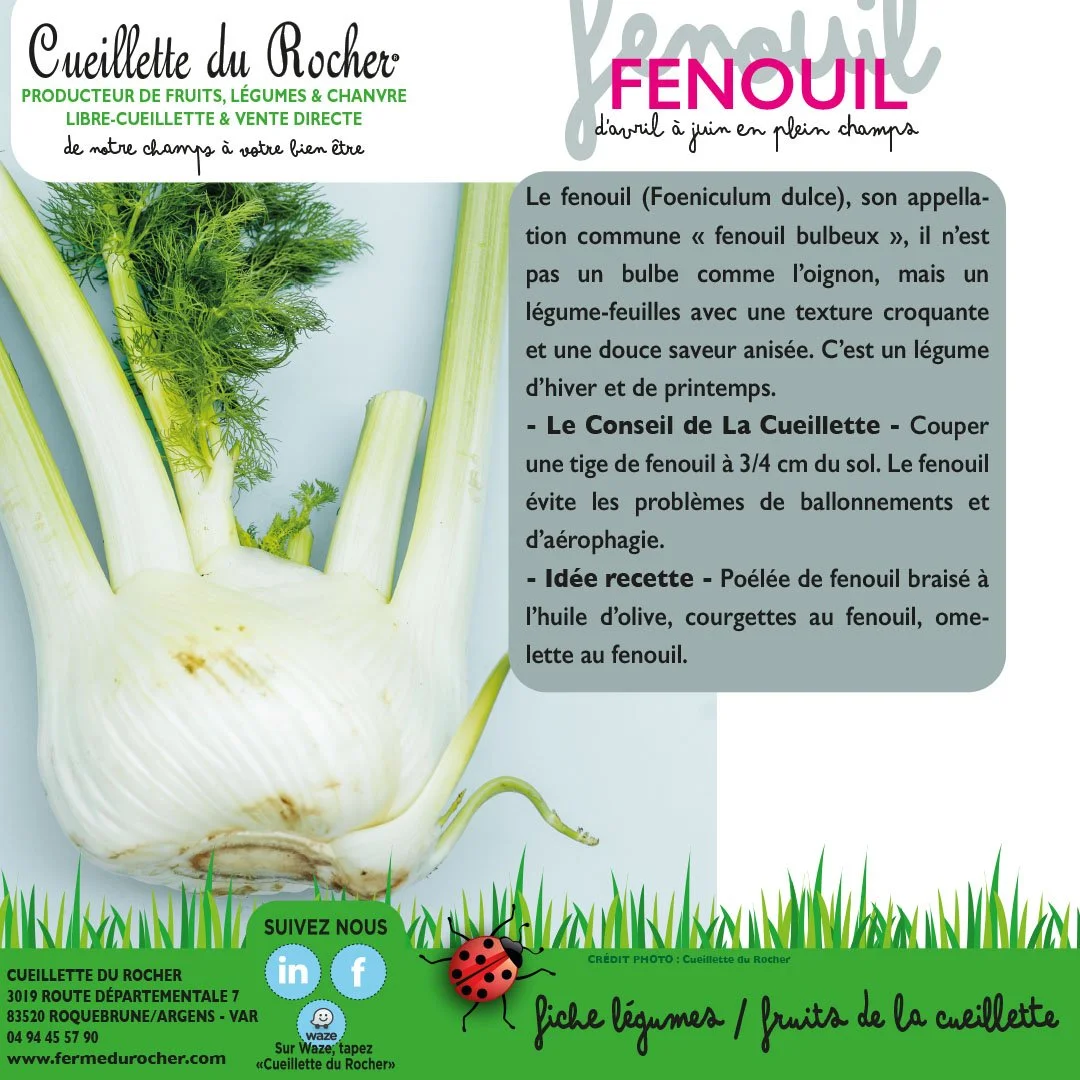 FENOUIL