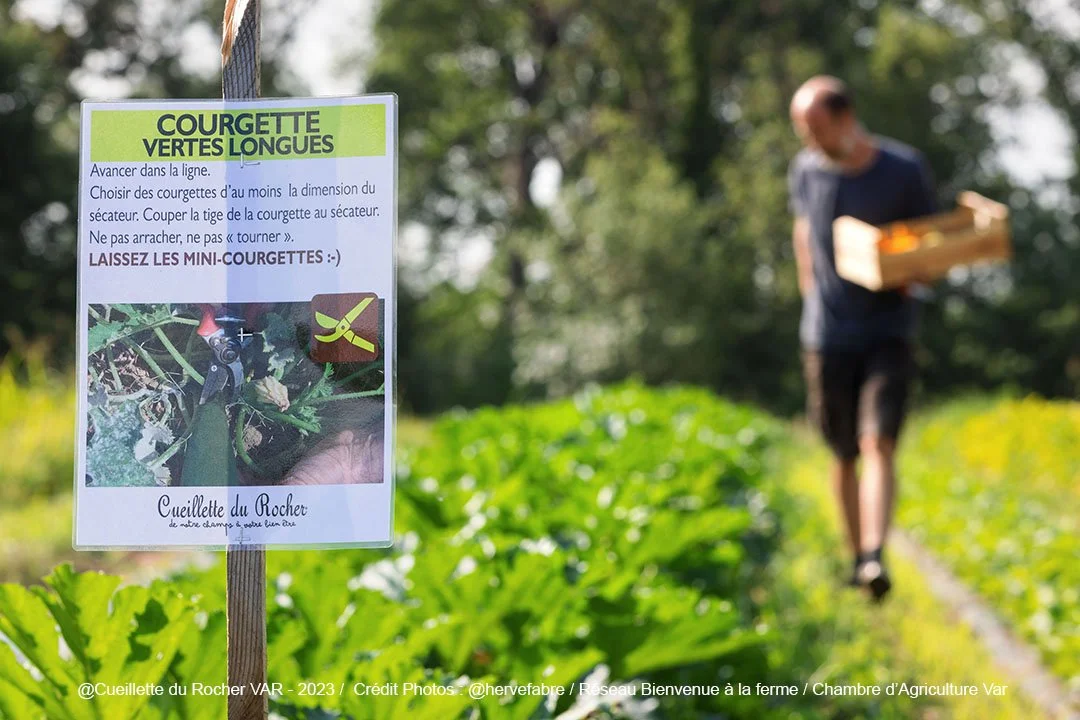 Panneau d'information pour la récolte de courgettes vertes longues sur une ferme, avec un homme en arrière-plan portant une boîte à récolter. La photo est prise en plein air avec des plantes de courgettes et des arbres en arrière-plan.