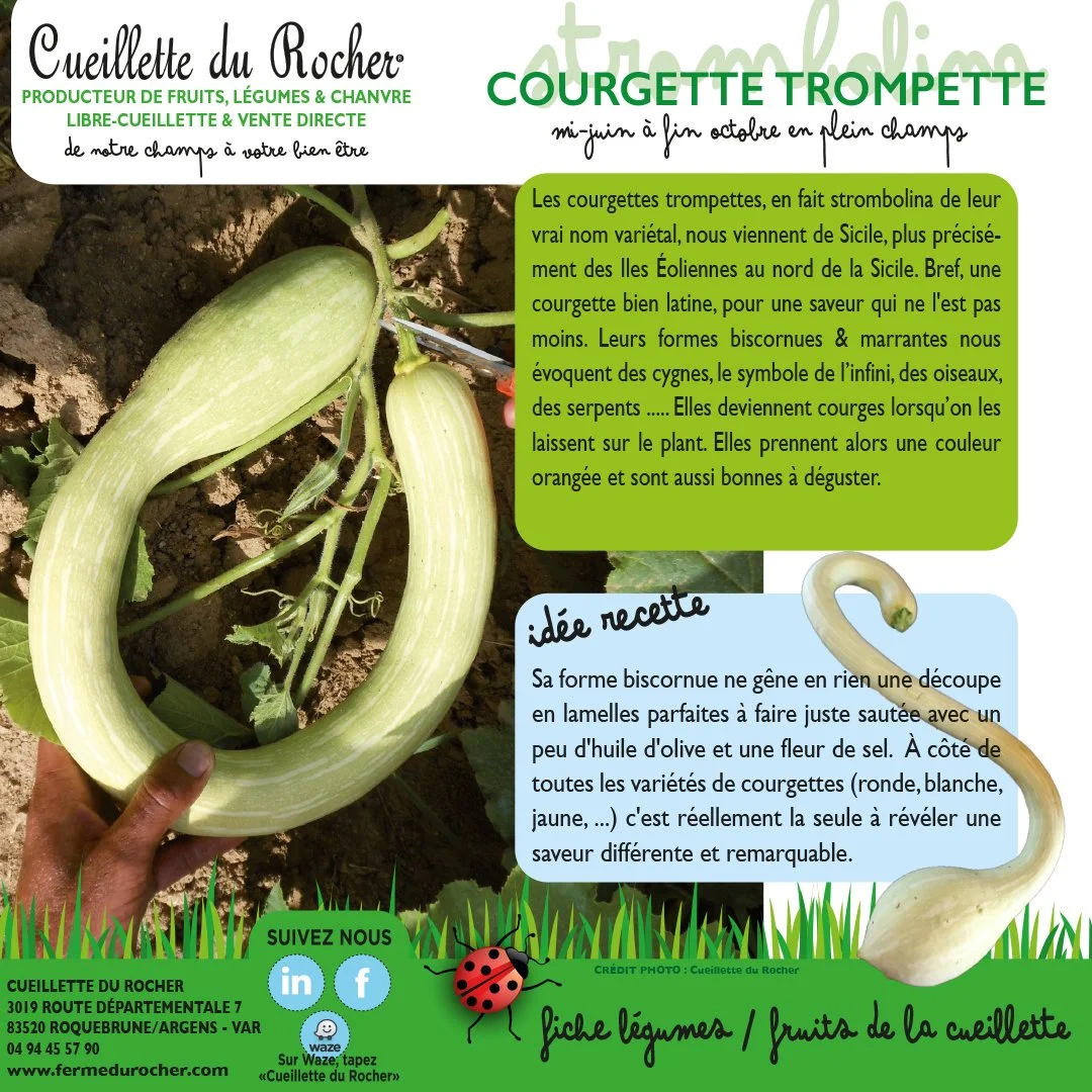 COURGETTE TROMPETTE