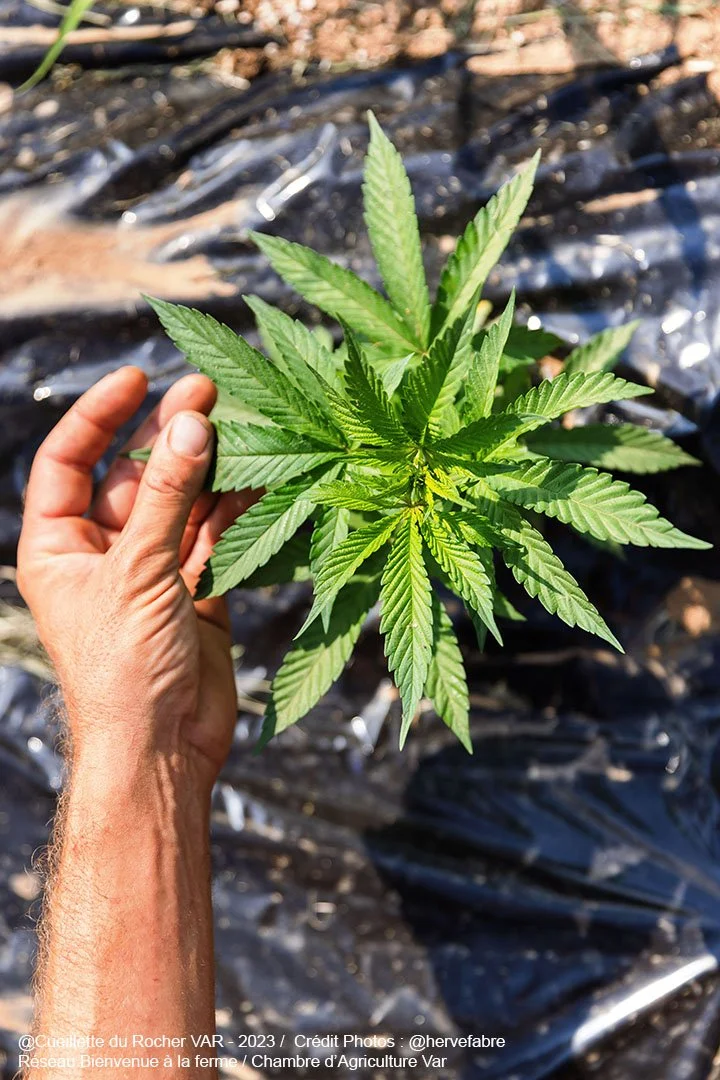 Graine de cannabis en croissance dans un jardin.