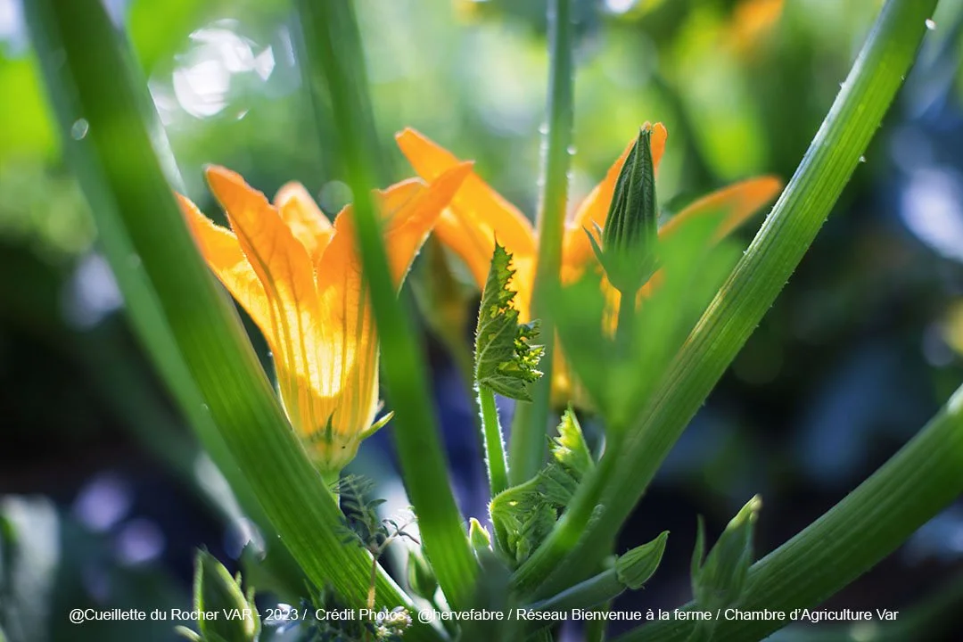 Une fleur de courgette jaune en pleine floraison entourée de feuilles vertes et de tiges dans un jardin