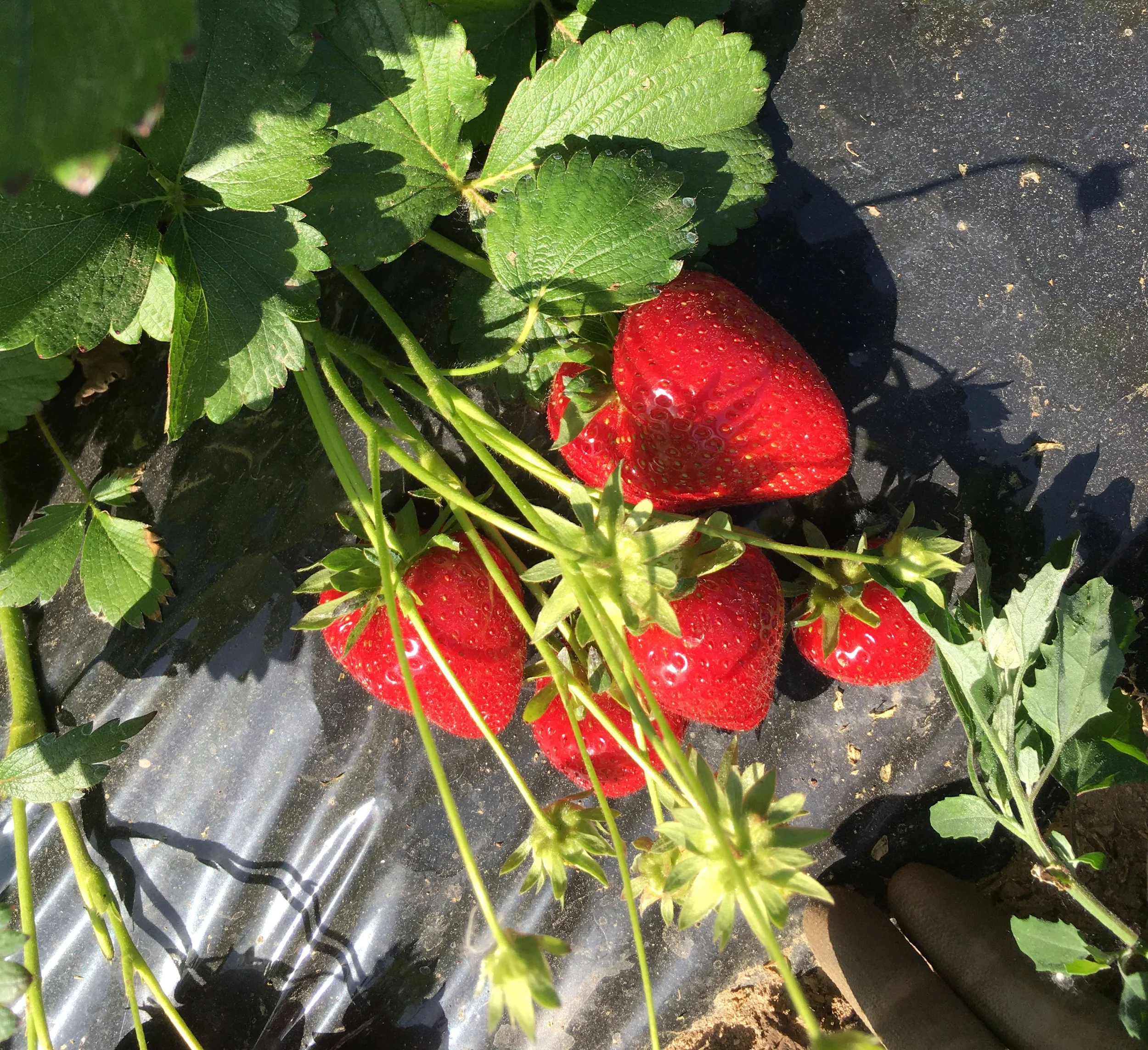 Des fraises rouges mûres et des feuilles de fraisiers dans un jardin.