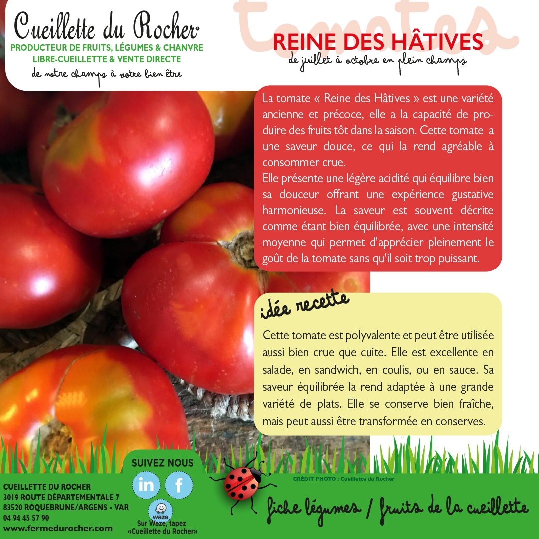 TOMATES REINE DES HÂTIVES