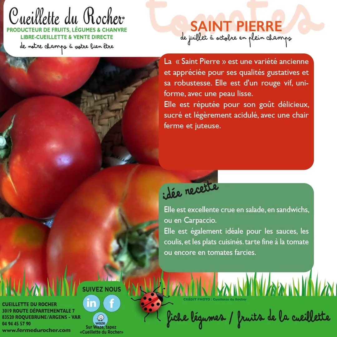 TOMATES ST PIERRE