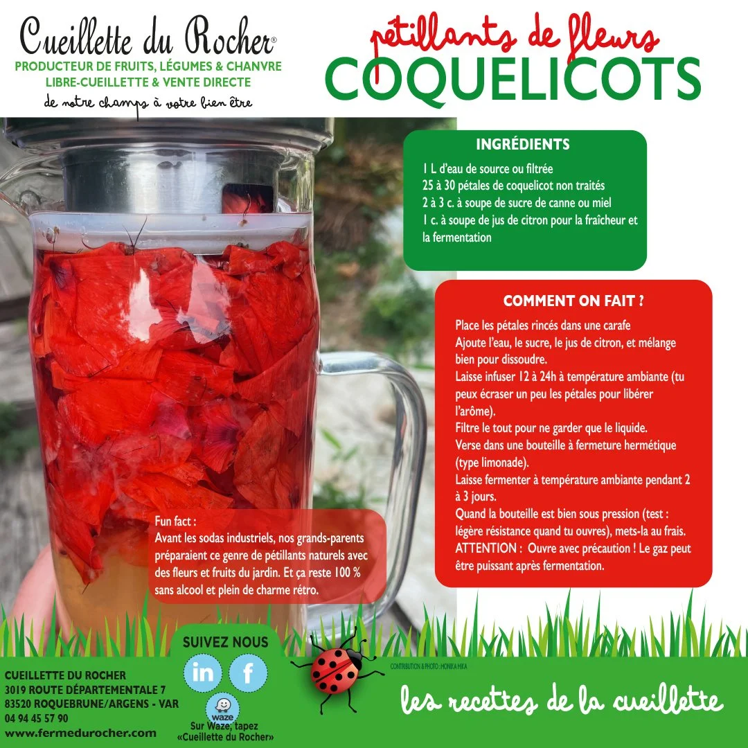 PETILLANTS DE FLEURS DE COQUELICOTS