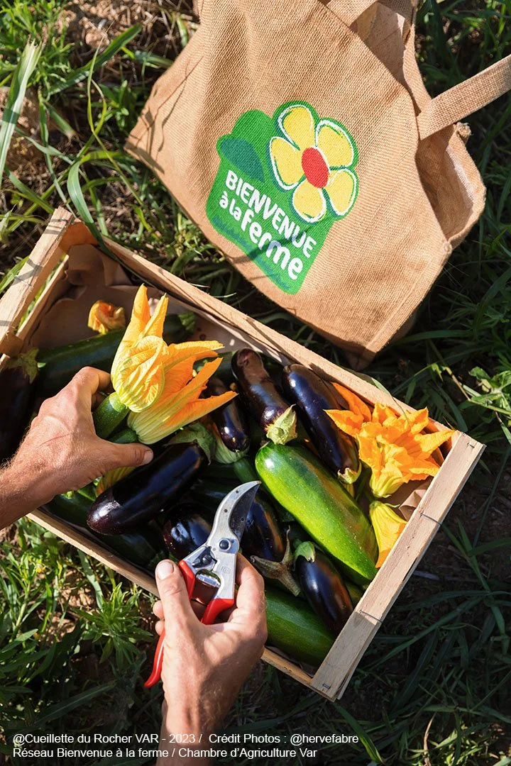 Une main coupe une courgette dans une boîte remplie de légumes, avec des fleurs de courgette jaunes et des aubergines violettes. En arrière-plan, un sac en tissu beige avec l'inscription 'BIENVENUE à la ferme' et une fleur.