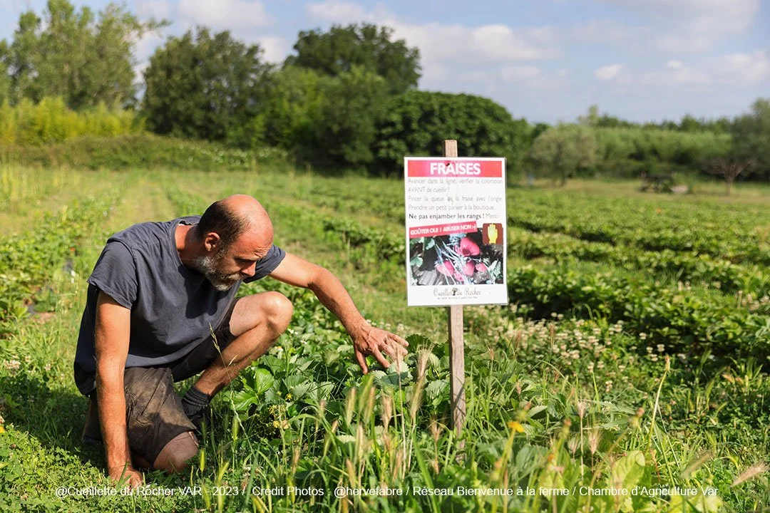 Un homme ramasse des fraises dans un champ en plein air avec un panneau d'information à côté