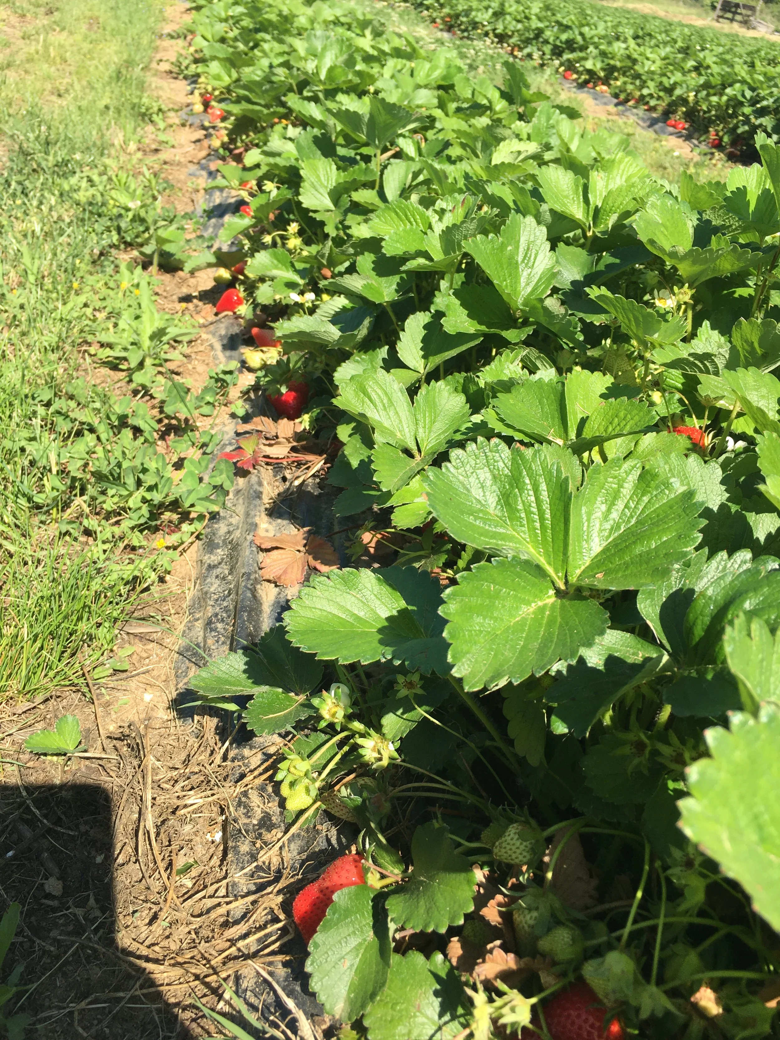 Les fraises mûres et en croissance dans un champ, entourées de feuilles vertes, sous un soleil éclatant.