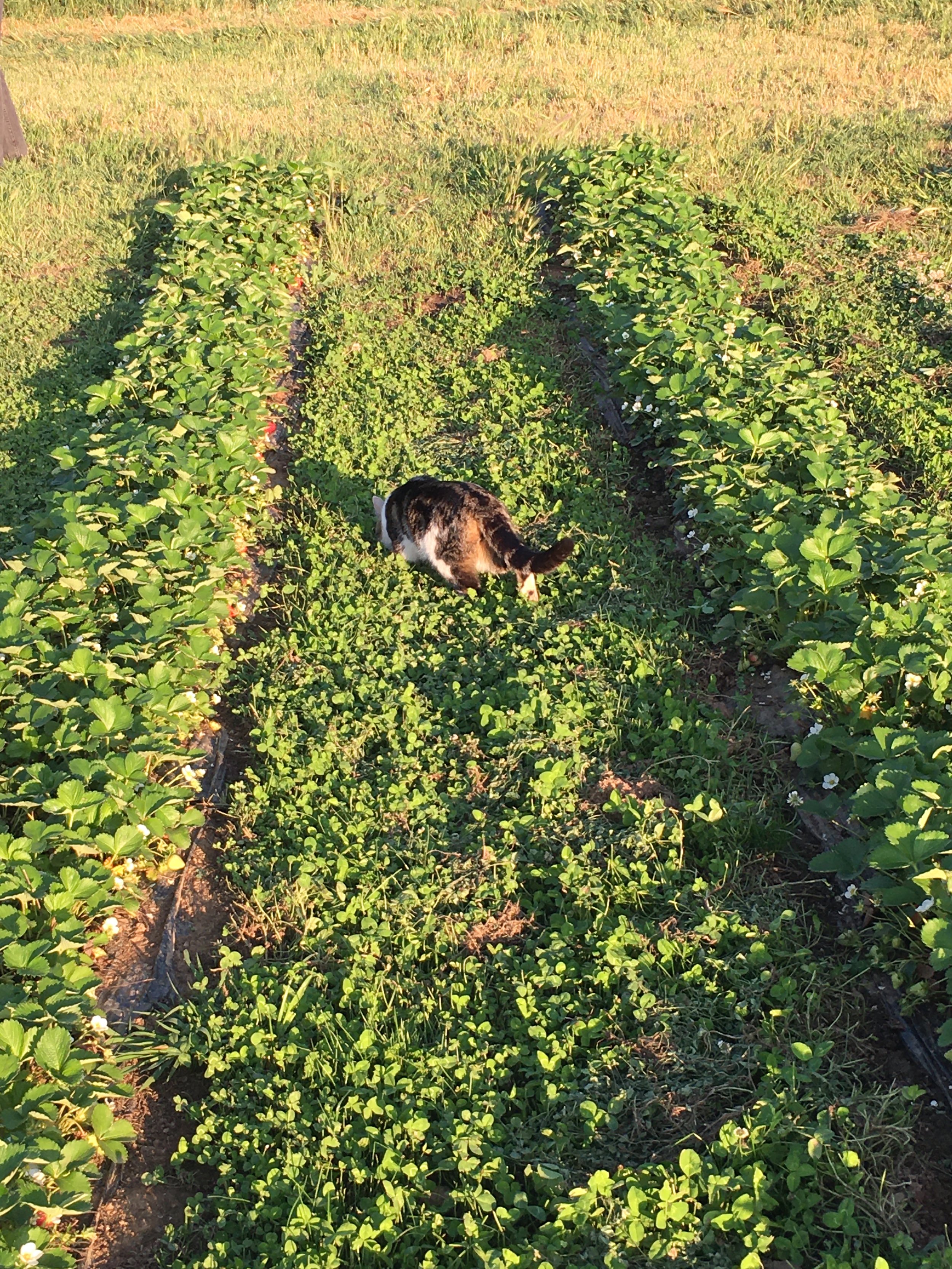 Un chat dans un champ de fraises lors du coucher de soleil, avec de longues rangées de plants de fraises luxuriants et un ciel clair.