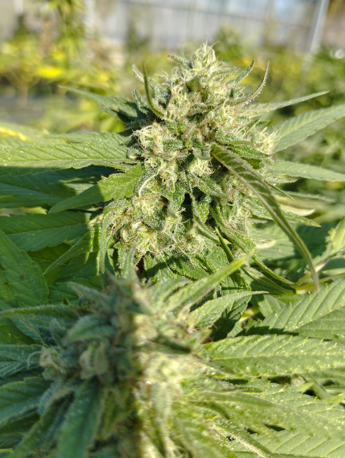 Photo d'une plante de cannabis avec des fleurs vertes et des cristaux brillants.