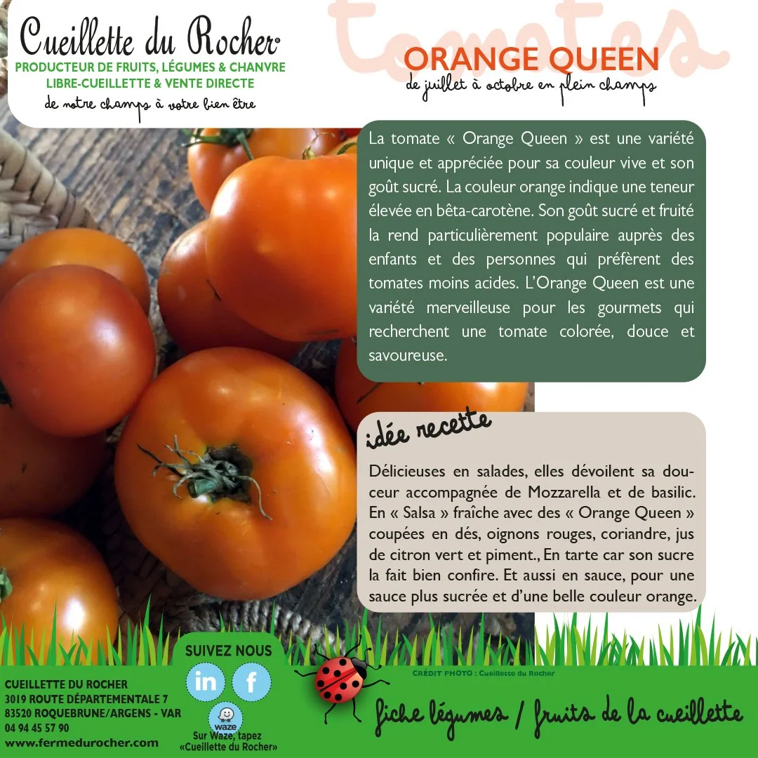 TOMATE ORANGE QUEEN