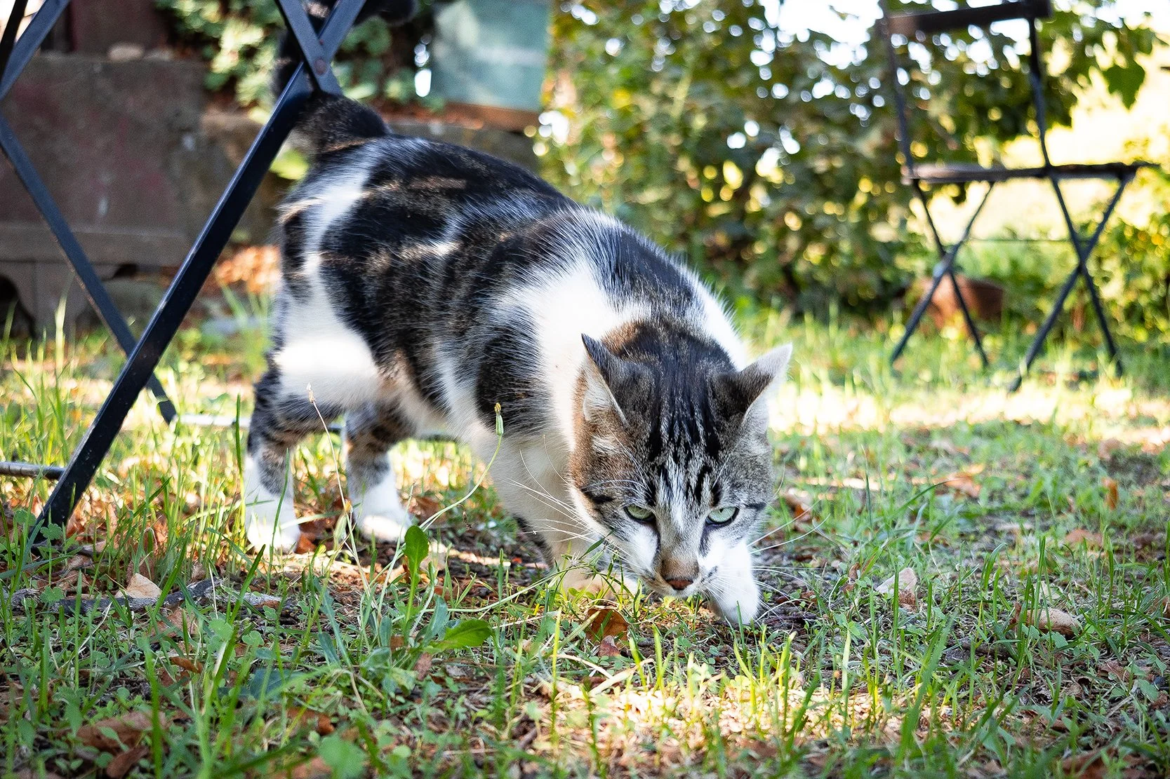 Un chat gris tacheté explore le sol dans un jardin ensoleillé.
