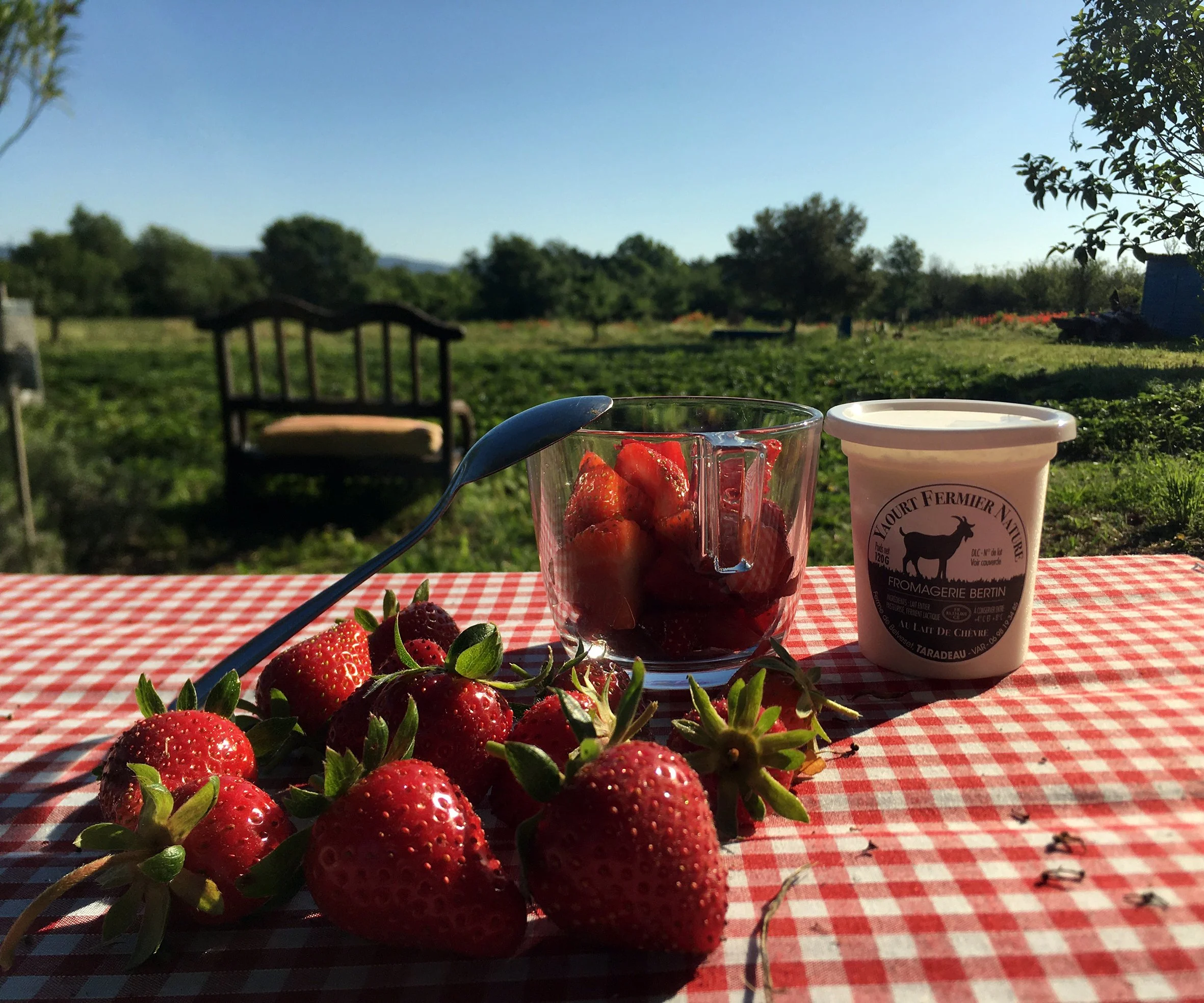 Fraises fraîches sur une nappe à carreaux rouges et blancs, accompagnées d'un pot de yaourt nature et d'un verre avec des fraises coupées, en plein air avec un fond de jardin et un banc en bois.