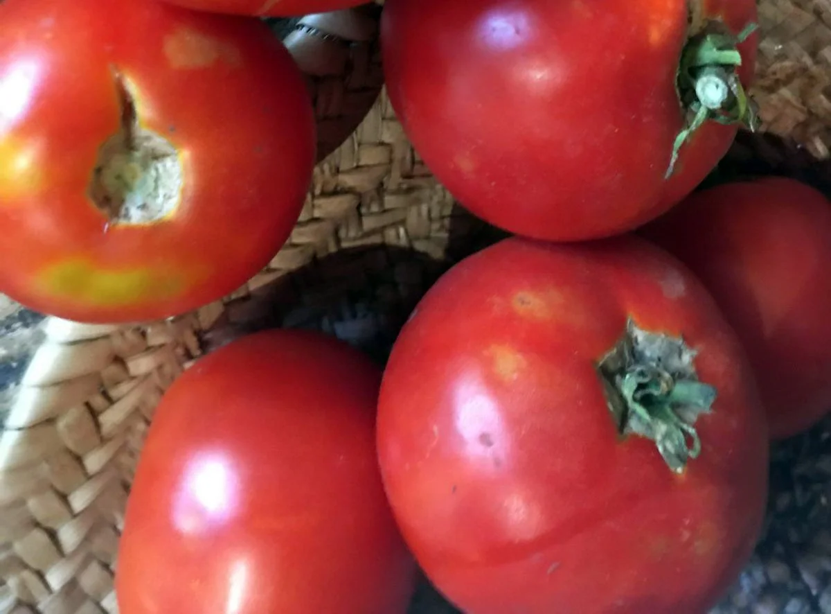 Tomates roses dans un panier en osier.