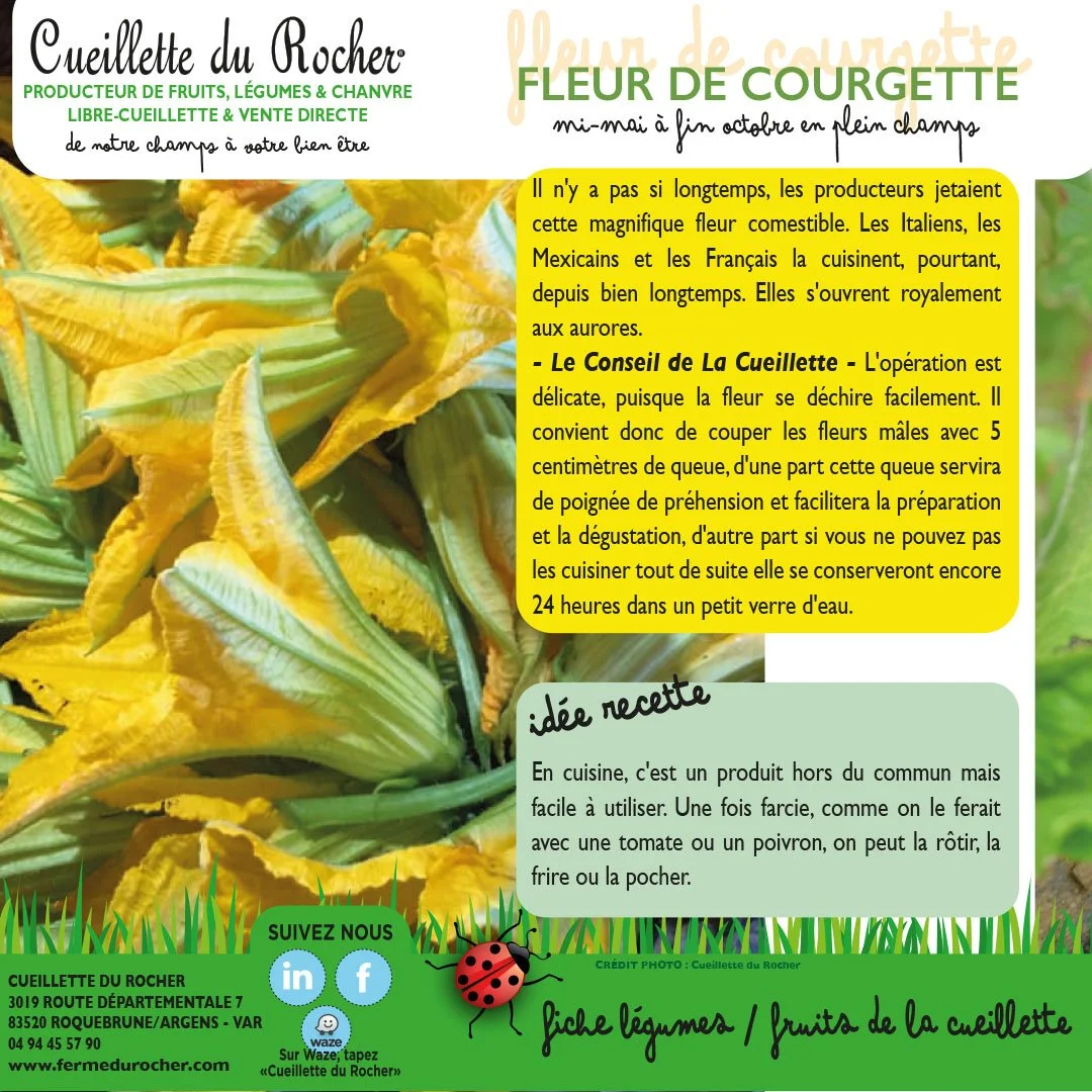 FLEURS DE COURGETTE