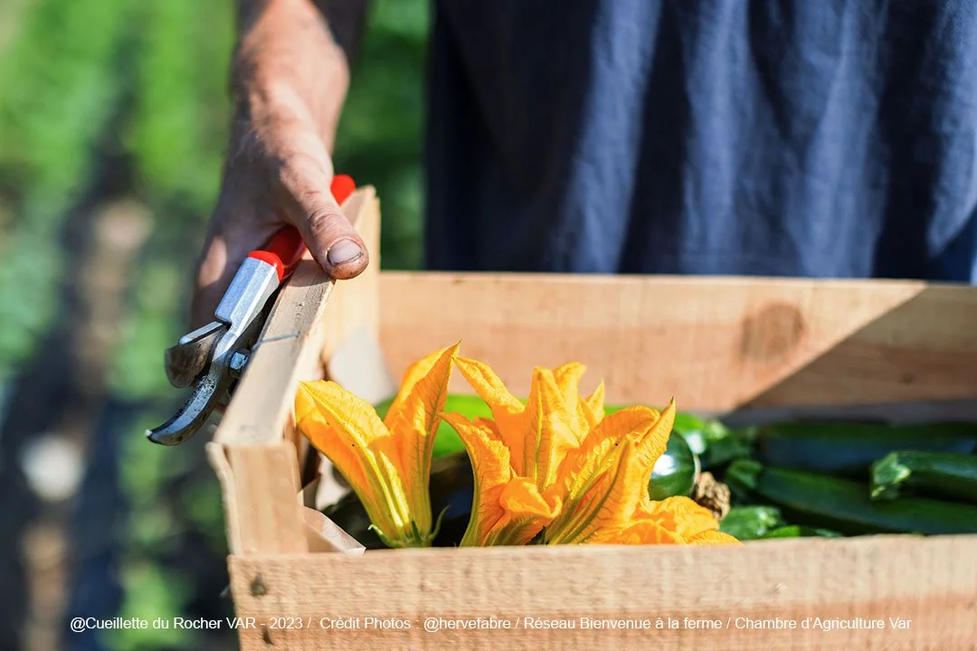 Personne tenant une caisse en bois contenant de jeunes courges ou fleurs orange, lors de la récolte à la ferme.