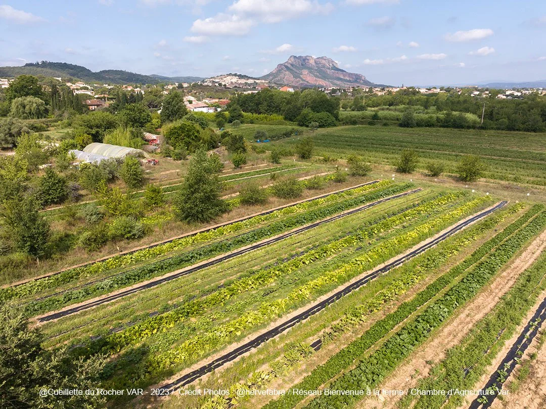 Champ agricole avec plusieurs rangs de cultures verts et arbres, village en arrière-plan et montagne en horizon. Village de Roquebrune sur Argens Var