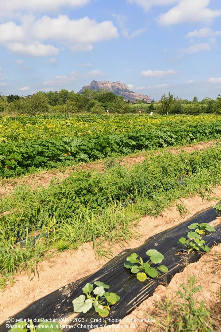 Champs agricoles avec des rangées de légumes, un paysage verdoyant et une montagne en arrière-plan sous un ciel partiellement nuageux.