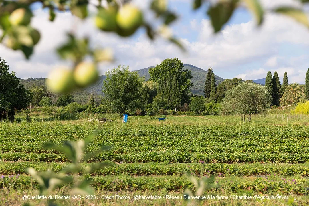 Vue d'une ferme avec des rangées de cultures, des arbres et des collines en arrière-plan, sous un ciel partiellement nuageux.