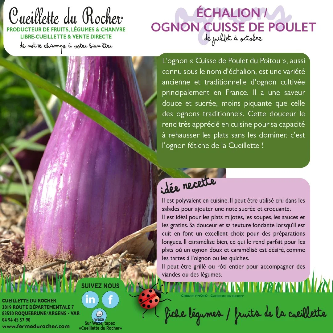 OGNON "CUISSE DE POULET"