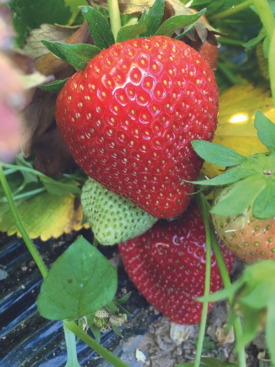 Fraises mûres et en cours de croissance dans un jardin, certaines rouges, d'autres vertes.