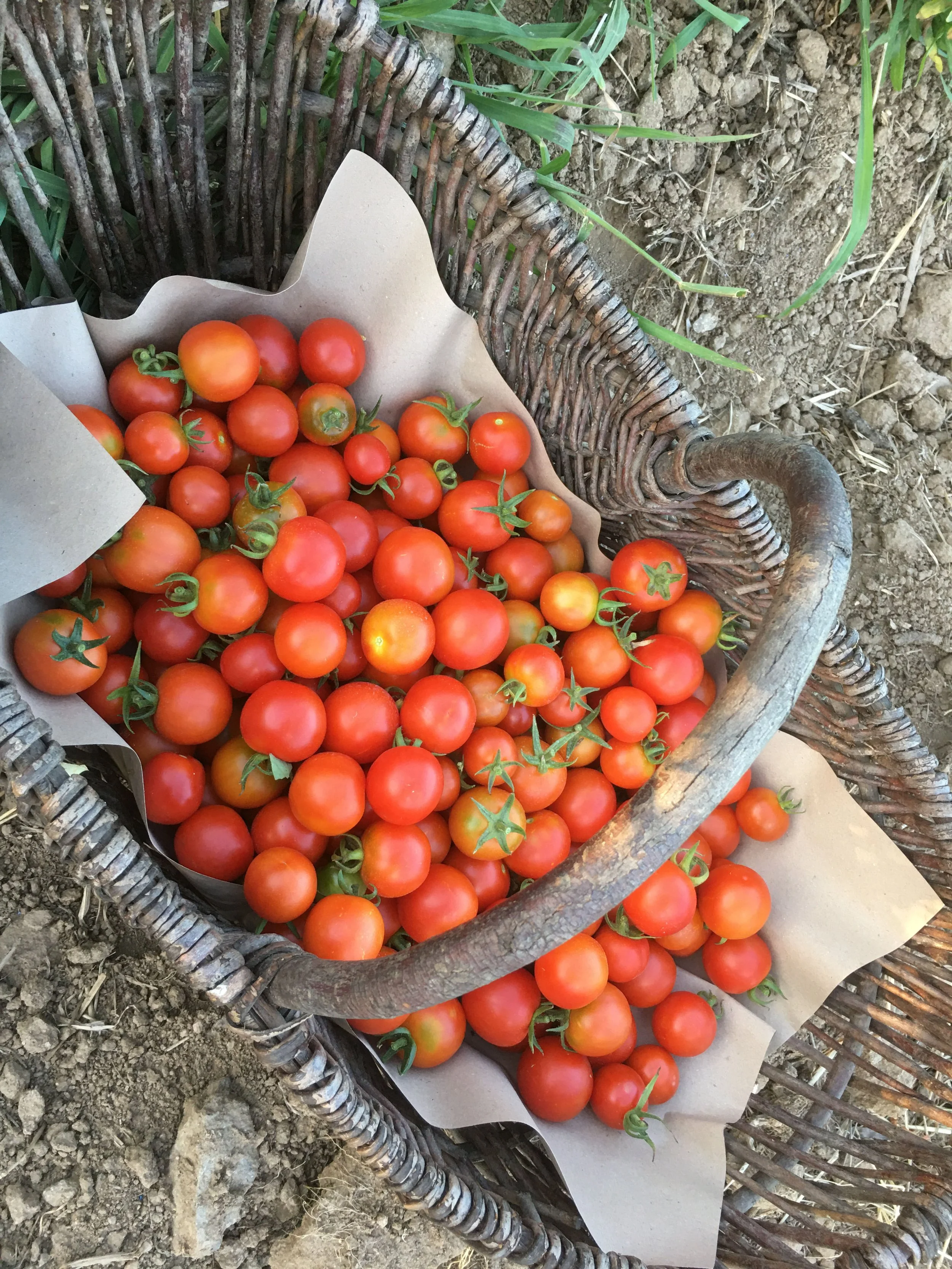 Panier en osier rempli de tomates cerises rouges sur le sol en terre.