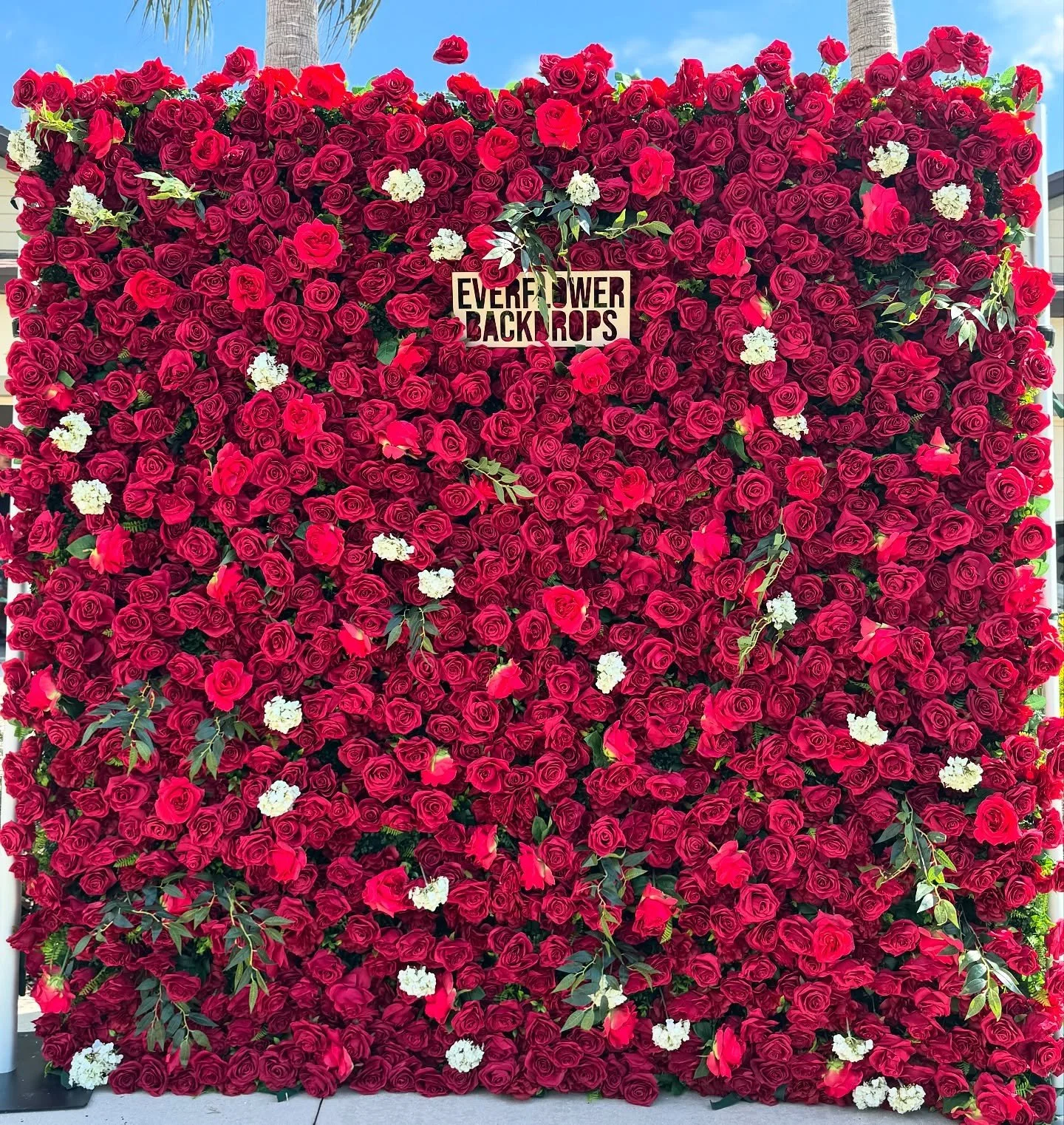 NEW RED AND WHITE ROSE WALL πΉπ€ Available for rent in the Tampa, Florida and surrounding areas. Perfect for engagements , bridal parties, weddings, or any events with a red theme ππ₯•
•
•
•
#flowerwall #flowerwallbackdrop #flowe