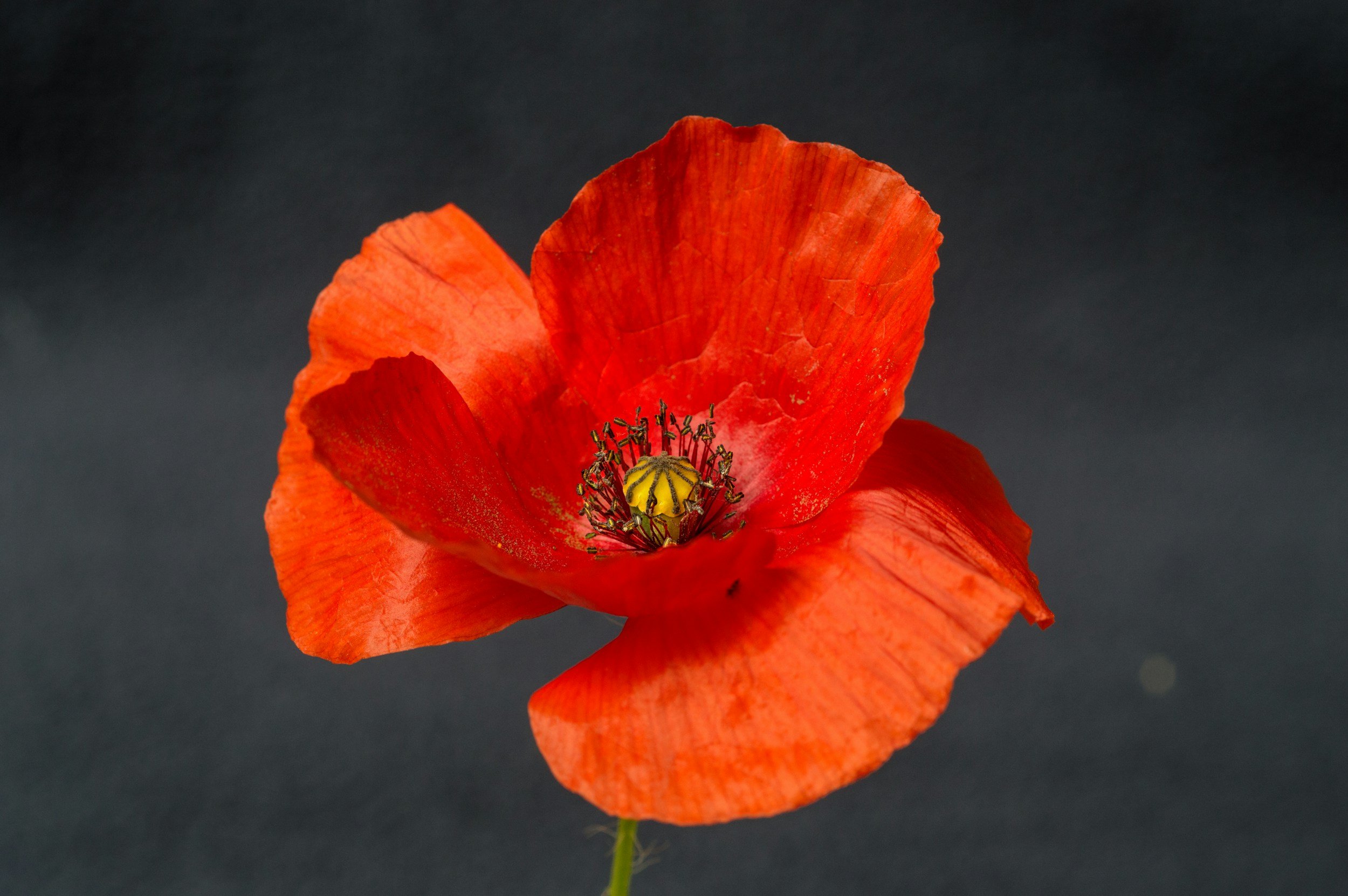 Free rail travel expanded to bereaved veteran families this Remembrance weekend