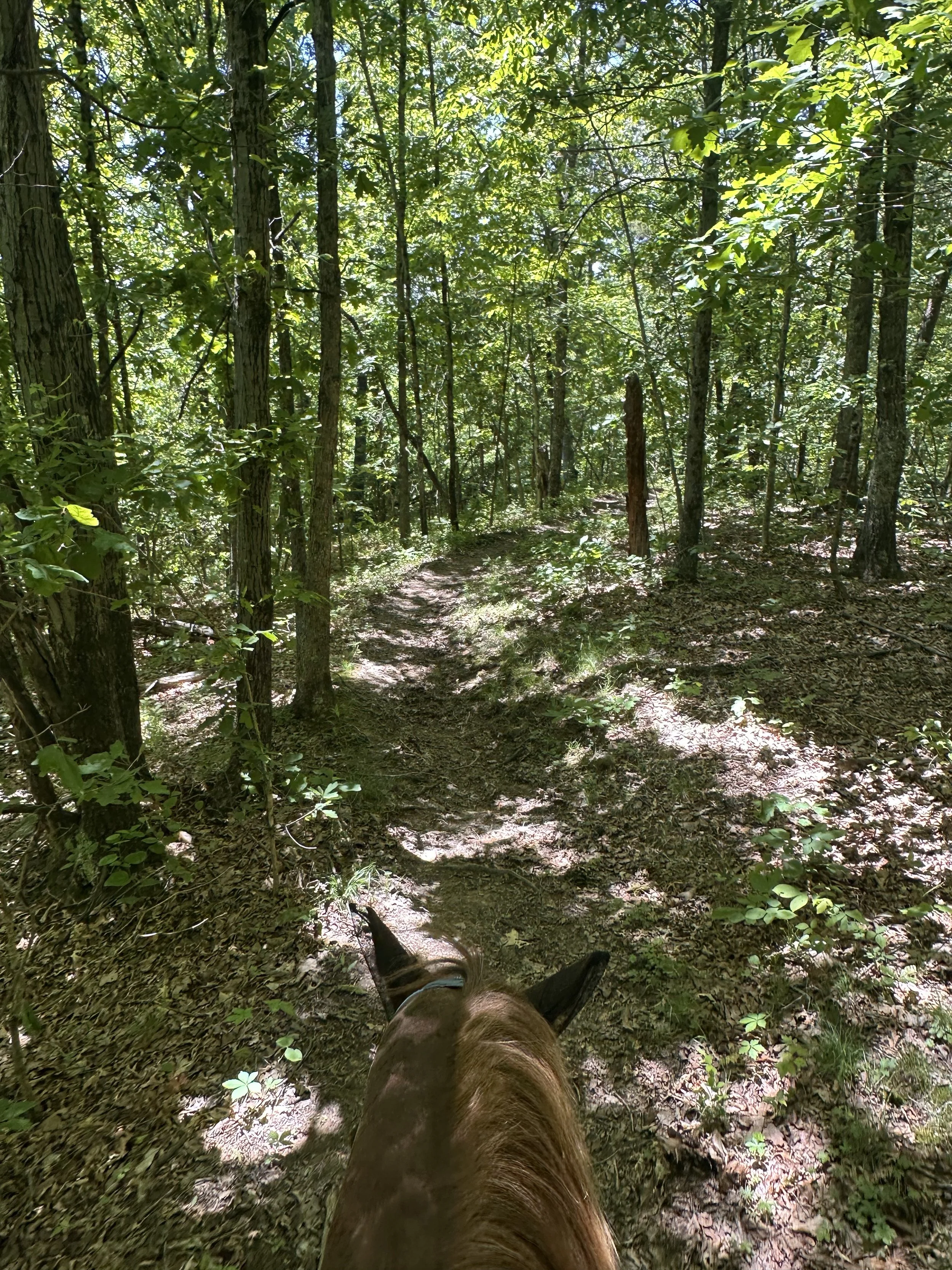View from horseback riding through a forest trail with lush green trees and sunlight filtering through the leaves.