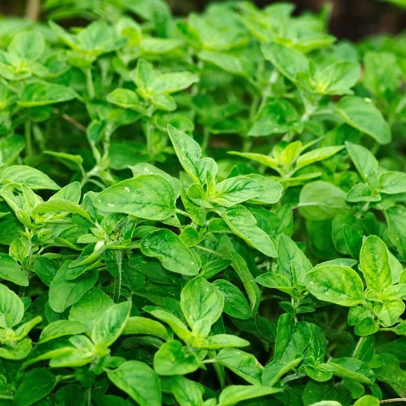 Deep Roots Cps Farm Charlotte