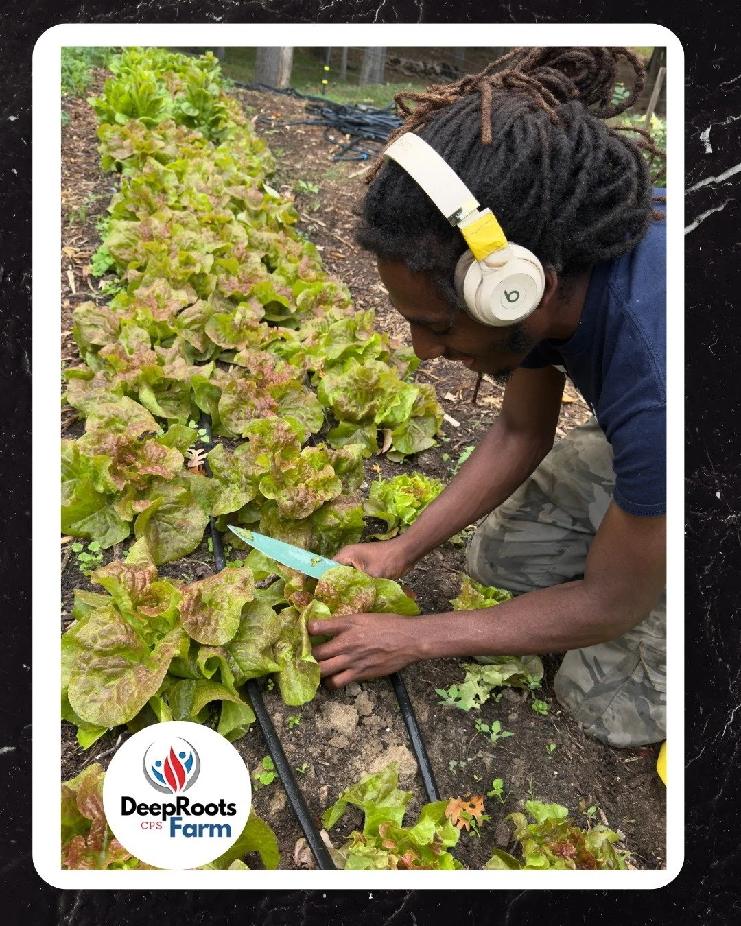 While we stepped away to celebrate our anniversary in Savannah, our son Alvamir kept steady hands on the harvest, leading weekly tasks including the #lettuce #harvest with the same care we've passed down to him. This is the exact energy we need in th