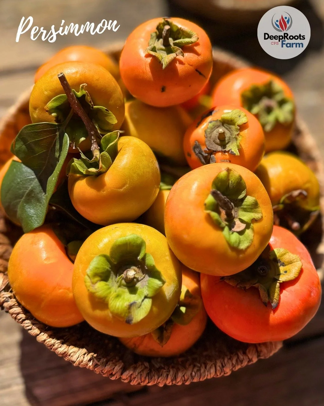 Pumpkins aren’t the only orange treasures of fall. 🍊
Look at these beautiful Persimmons, sweet, and vibrant. We will have a small offering at our farm stand tomorrow.  Come get your share of the harvest, 8AM -12:30PM at the Uptown Farmers Mark