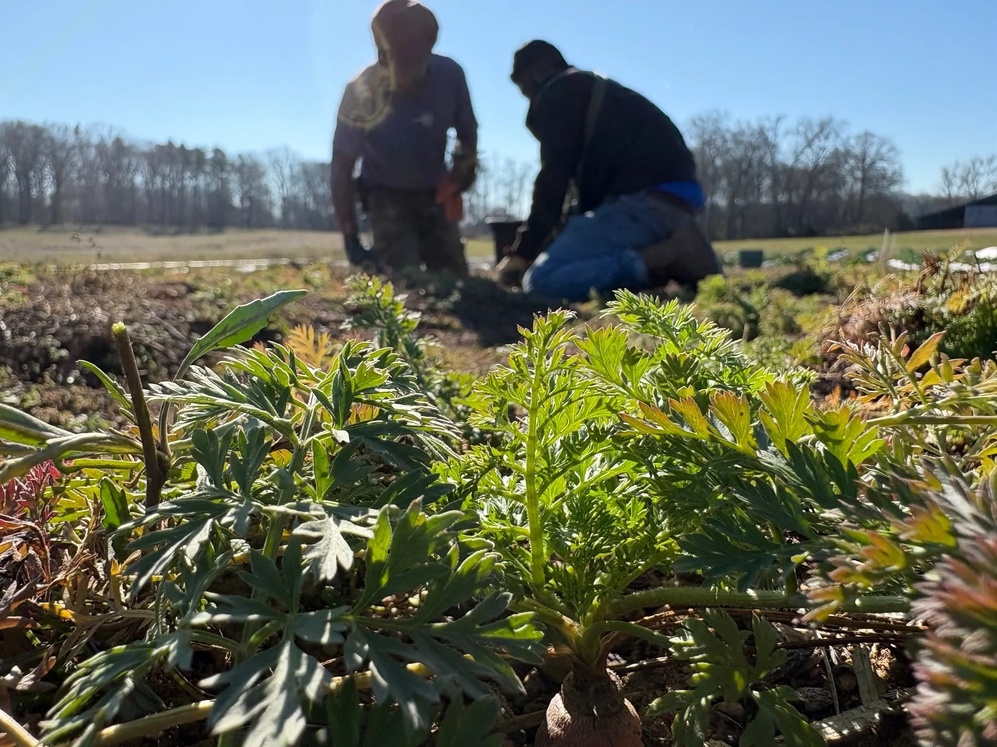 This is what winter harvest looks like at Deep Roots CPS Farm. Our team is in the field on this sunny winter day #harvesting #carrots preparing to have a fresh harvest for the community.  Yes! We&rsquo;re excited to share that we&rsquo;ll be back at 