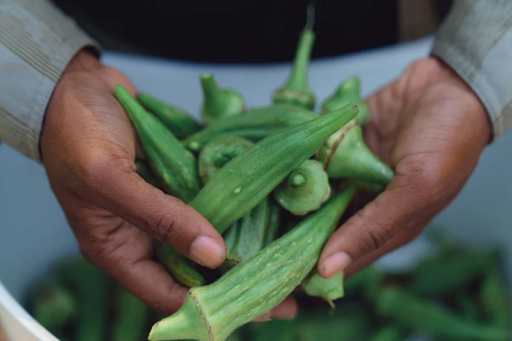Deep Roots Cps Farm Charlotte