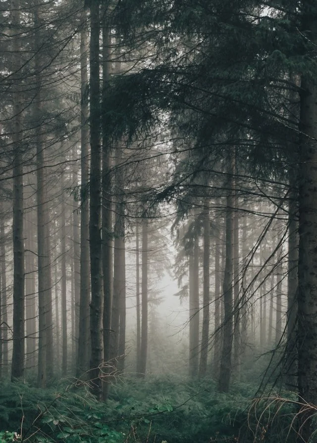 Dense foggy forest with tall trees and green undergrowth.