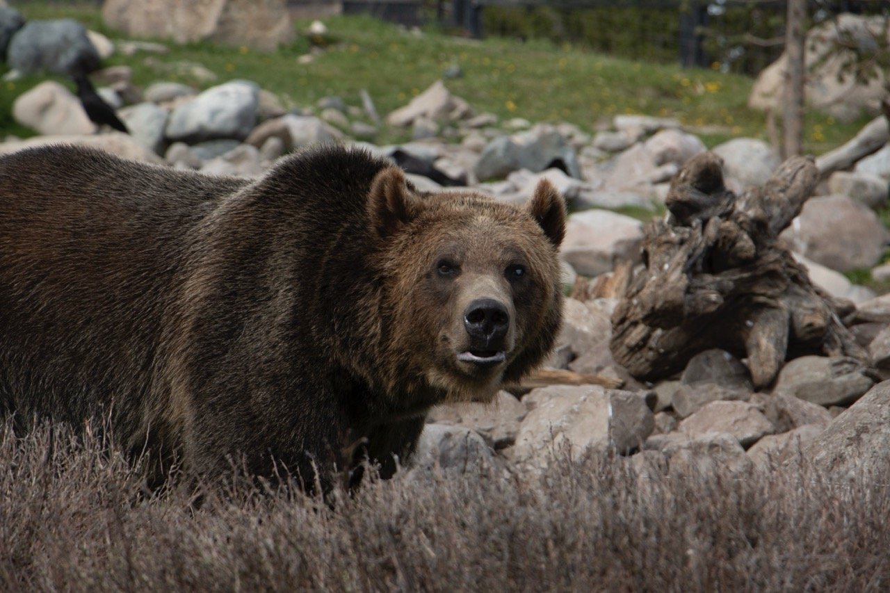 Bear Large.jpeg