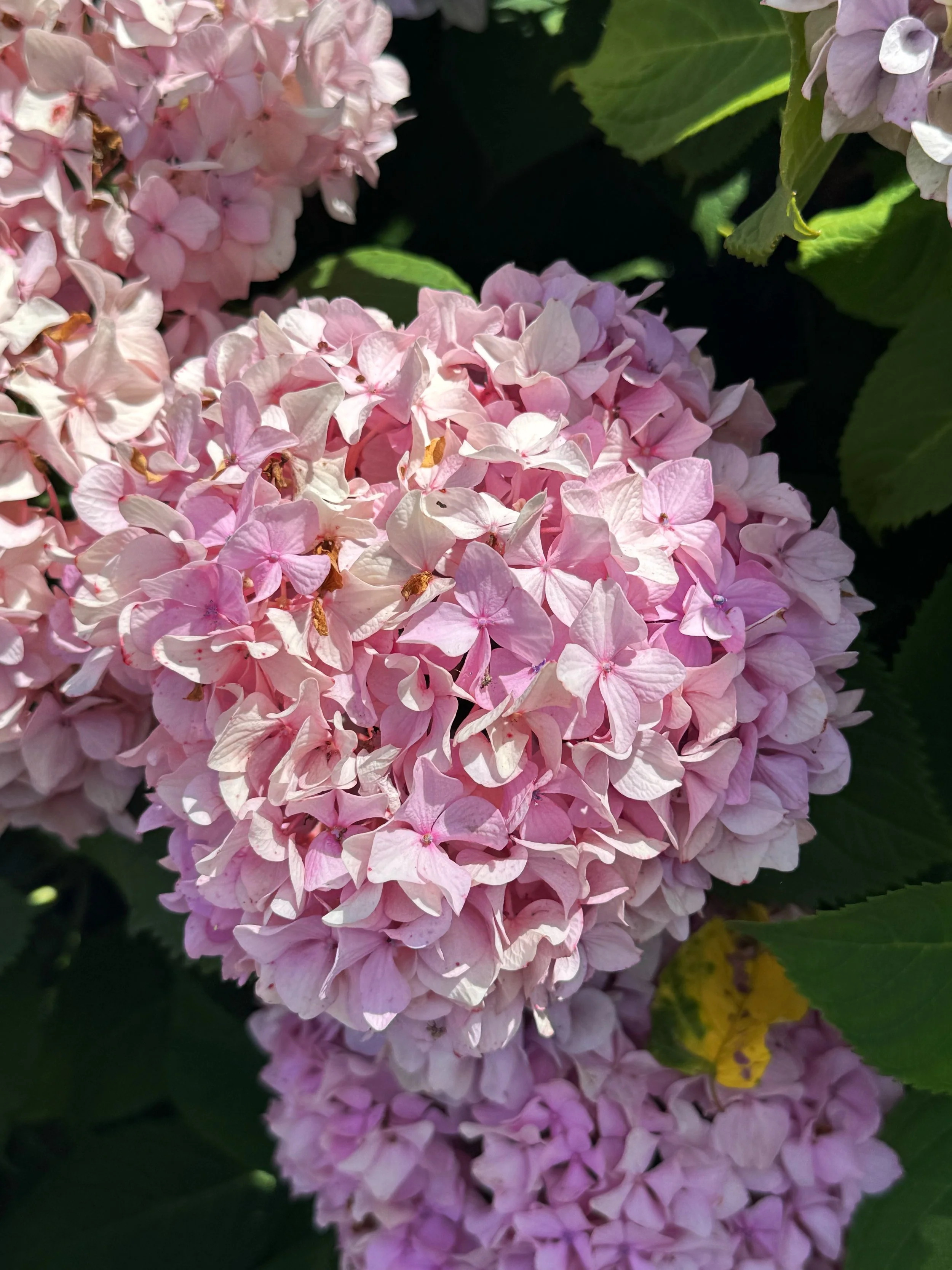 1C742630-815C-4C5C-9A01-9D0602E952A4.jpeg