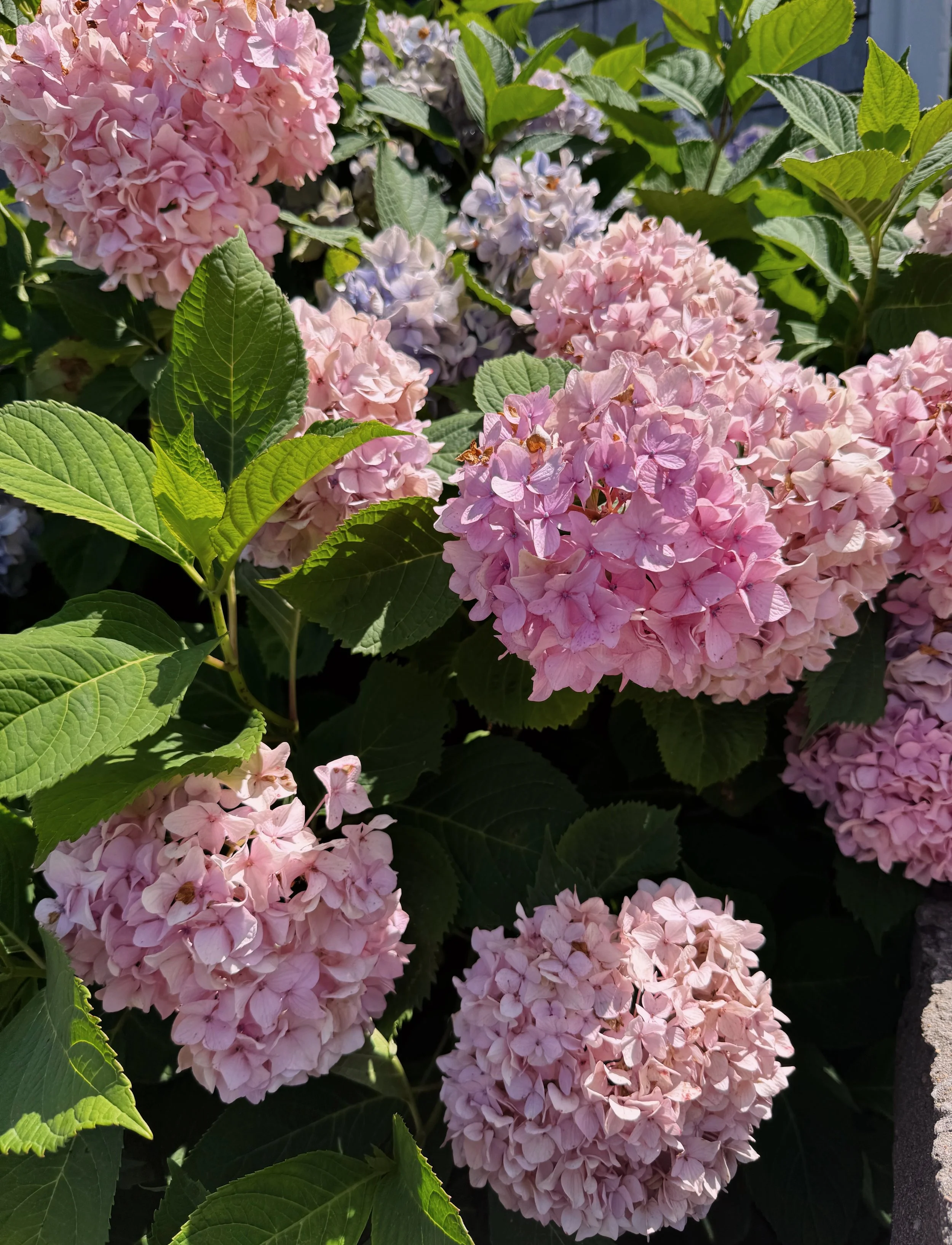180C4634-E859-4621-880F-DD88A9D0C2B6.jpeg