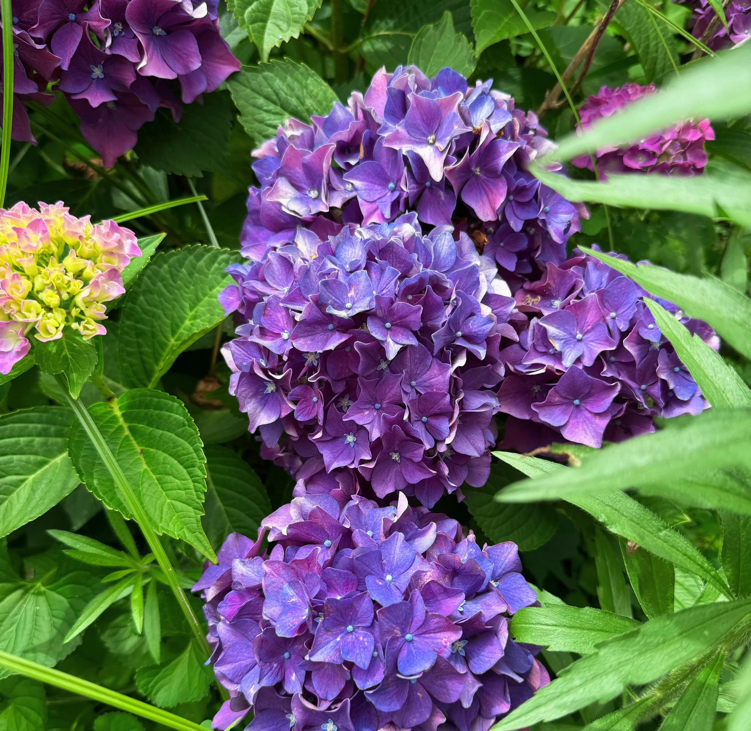 DCBE9BA5-758C-4F0B-B36F-C5A38C514D3D.jpeg