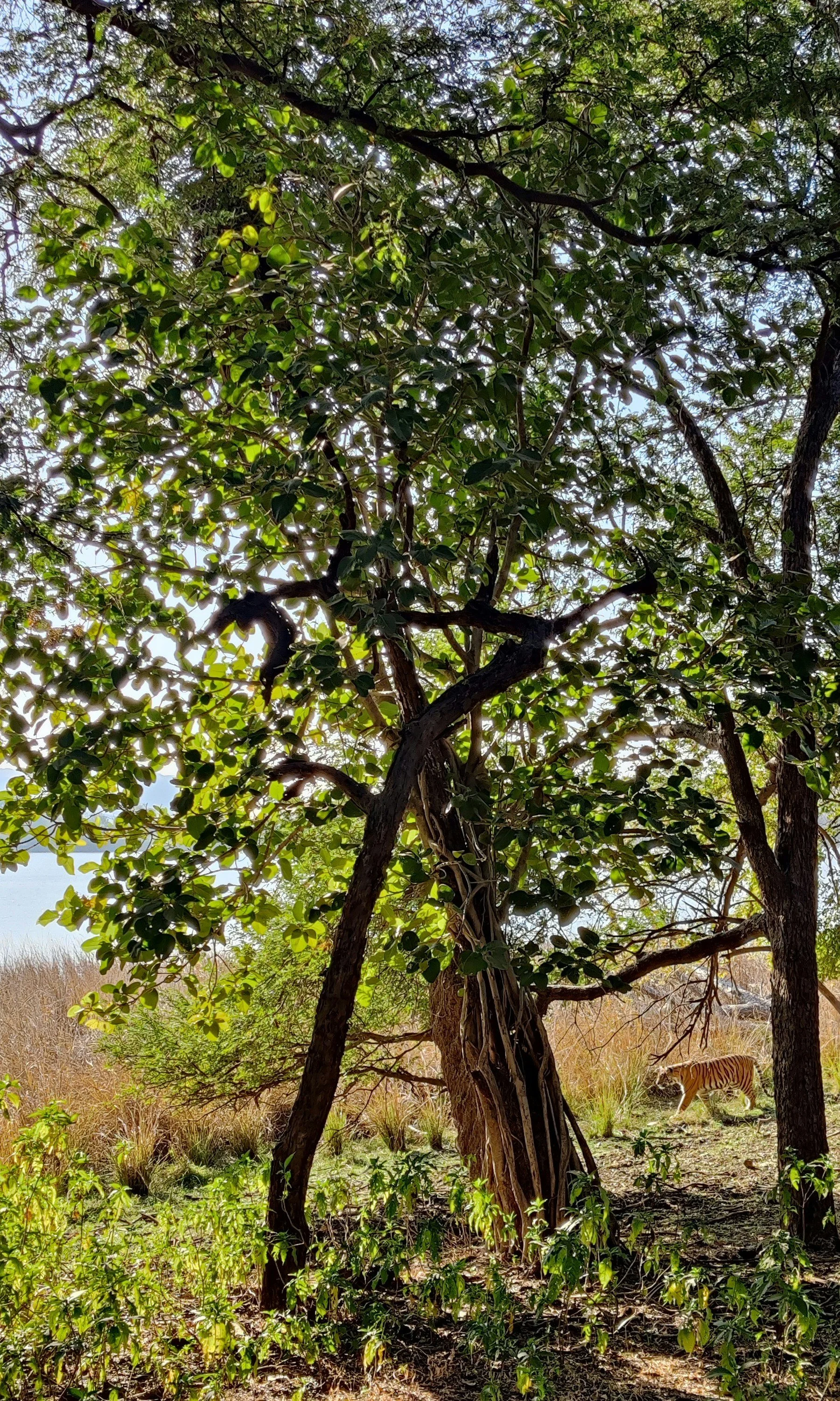 Sunlit trees in the forest of a wildlife reserve in India.