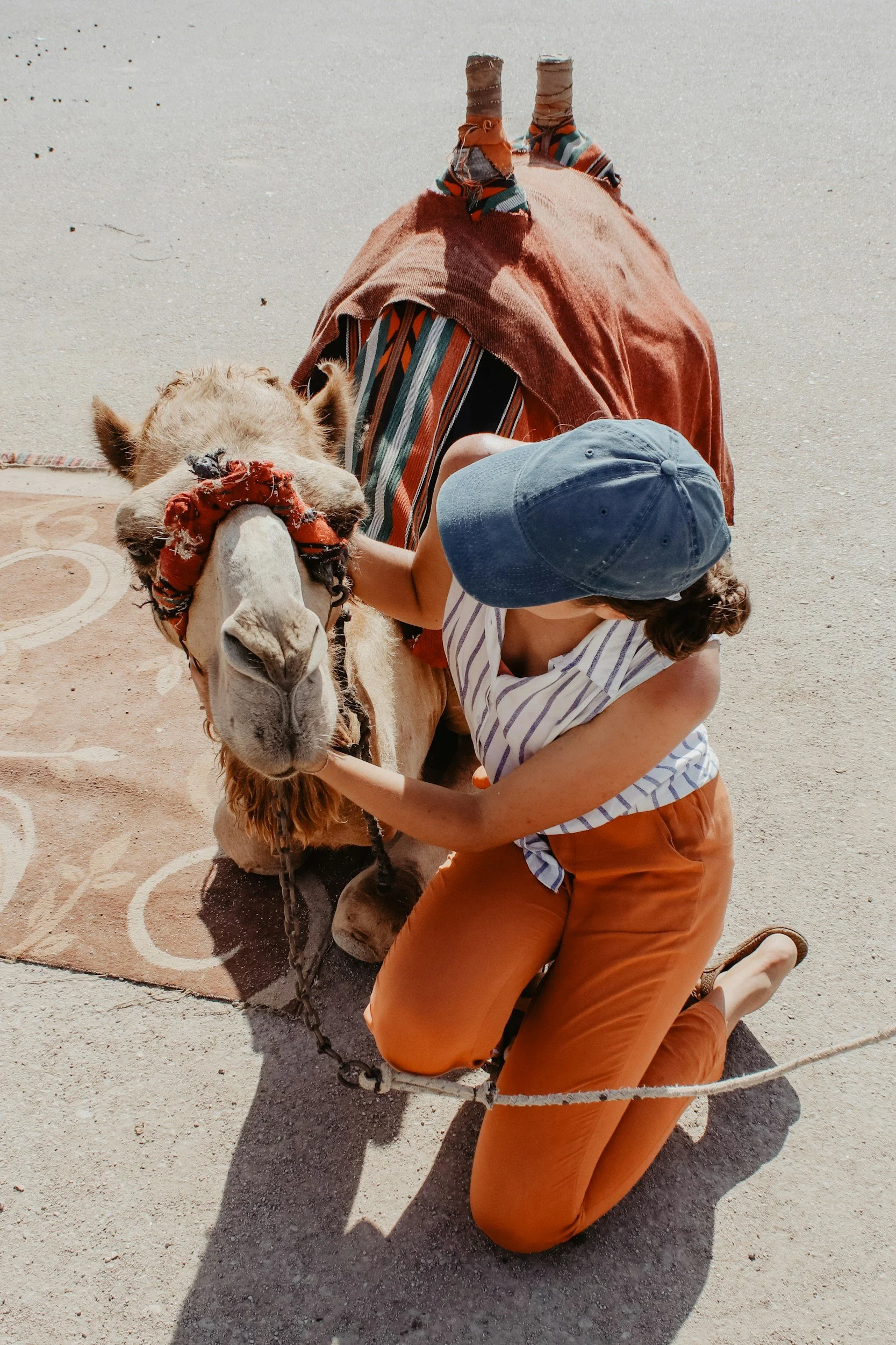 A person kneeling on the ground petting a camel that is lying on a rug in Morocco.