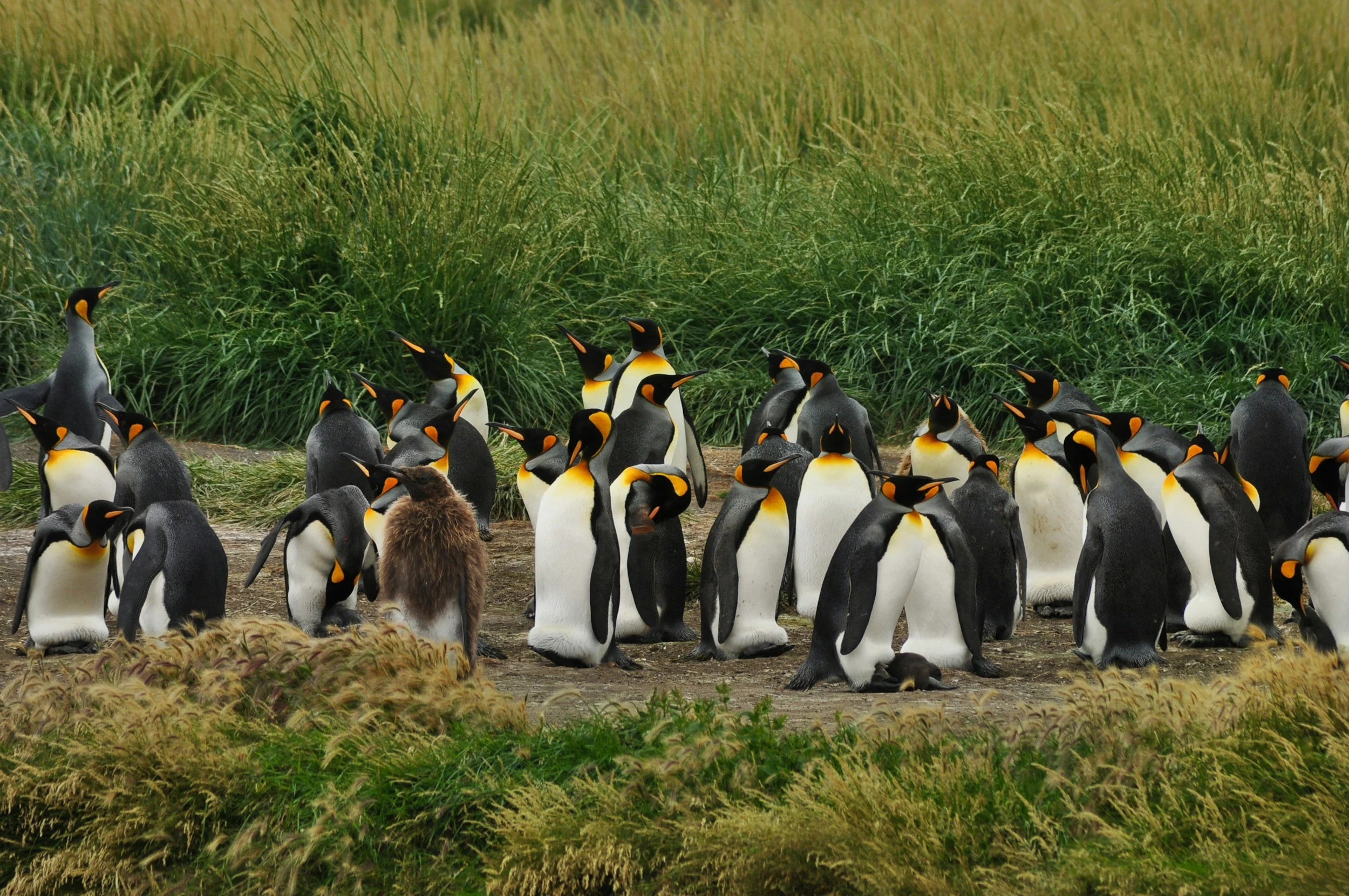 Group of penguins on a grassy and dirt landscape with green grass in the background.
