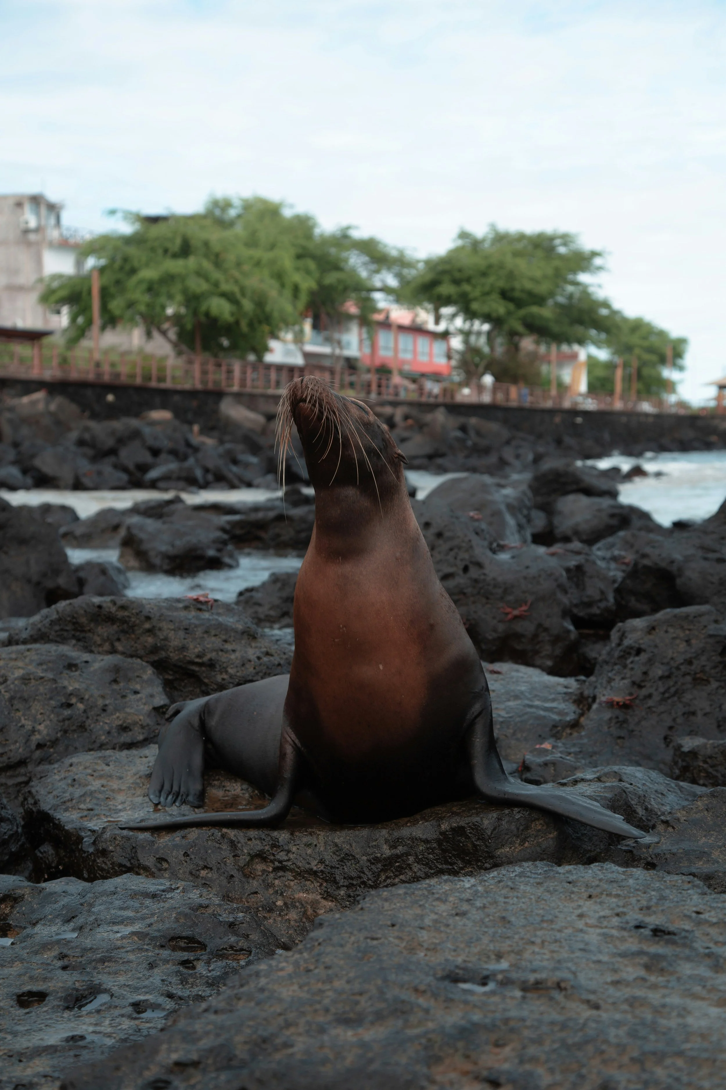 Sea lion resting on volcanic rocks in the Galápagos Islands