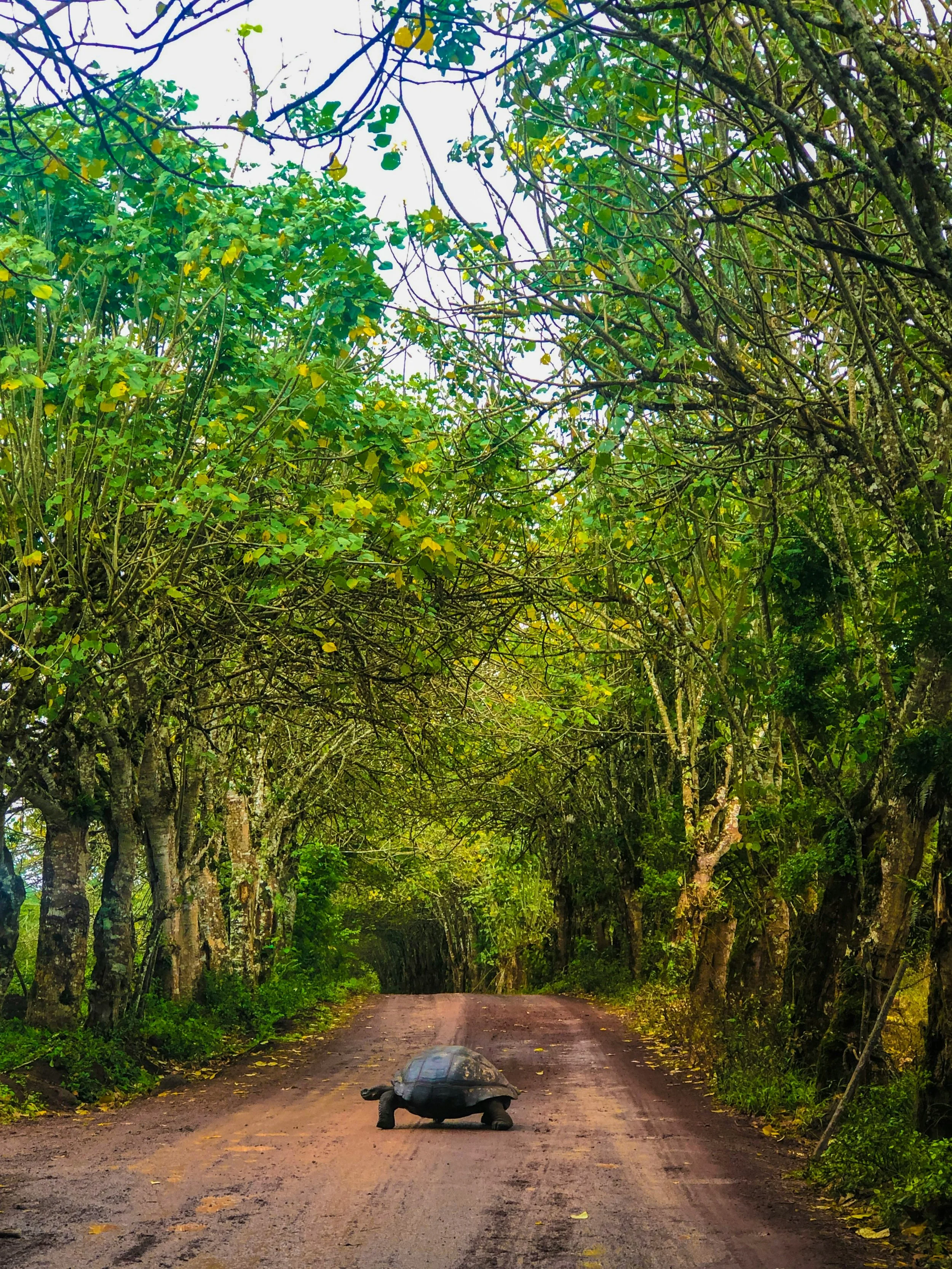 Giant tortoise on a green forest road in the Galápagos Islands