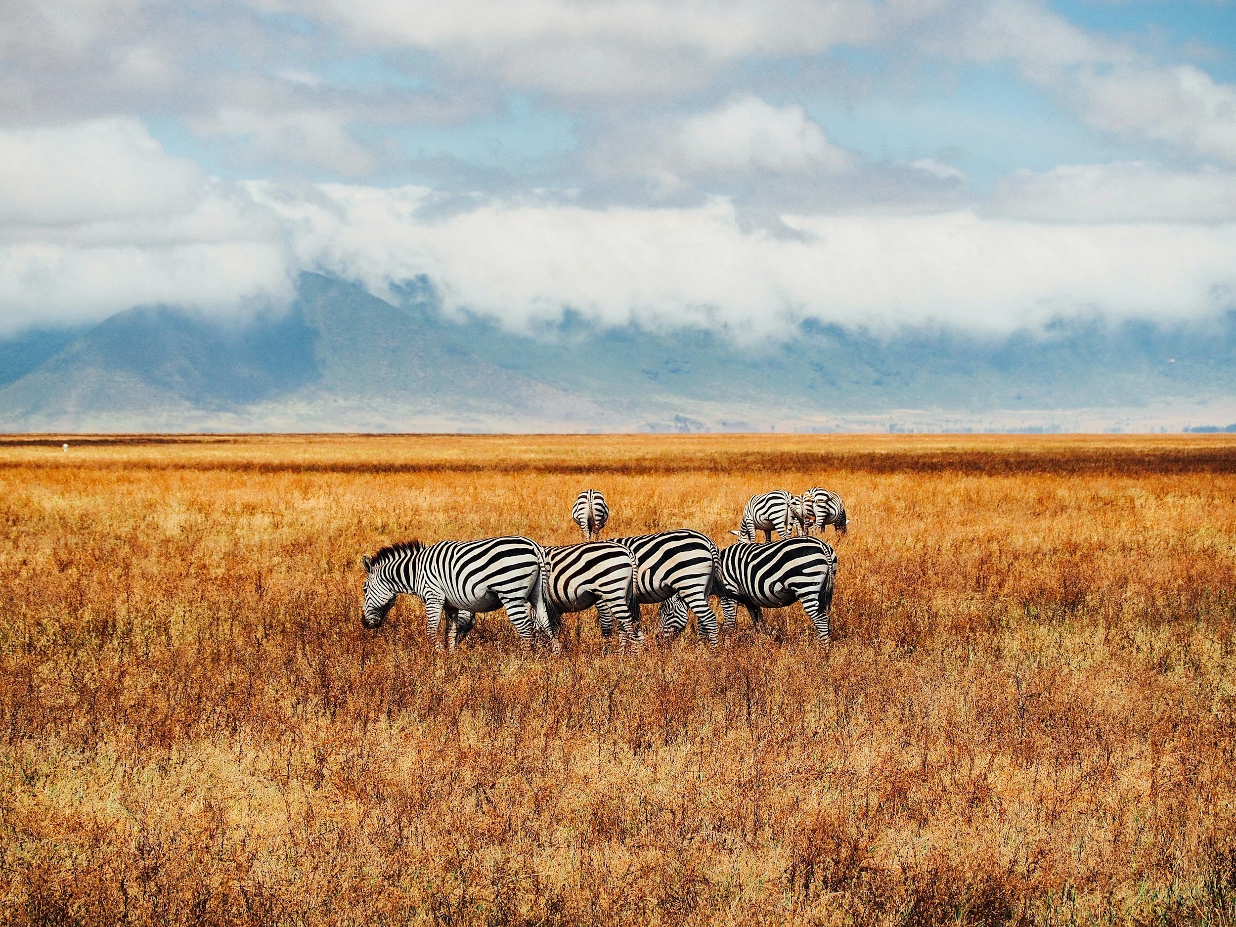 Zebras grazing on golden grassland beneath a cloud-covered ridge in Tanzania.