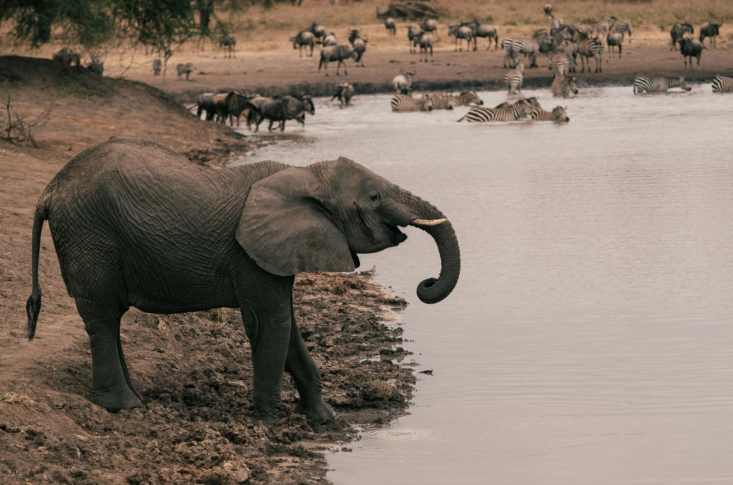 Elephant drinking at the river in Tarangire National Park, Tanzania, with zebras and wildebeest behind