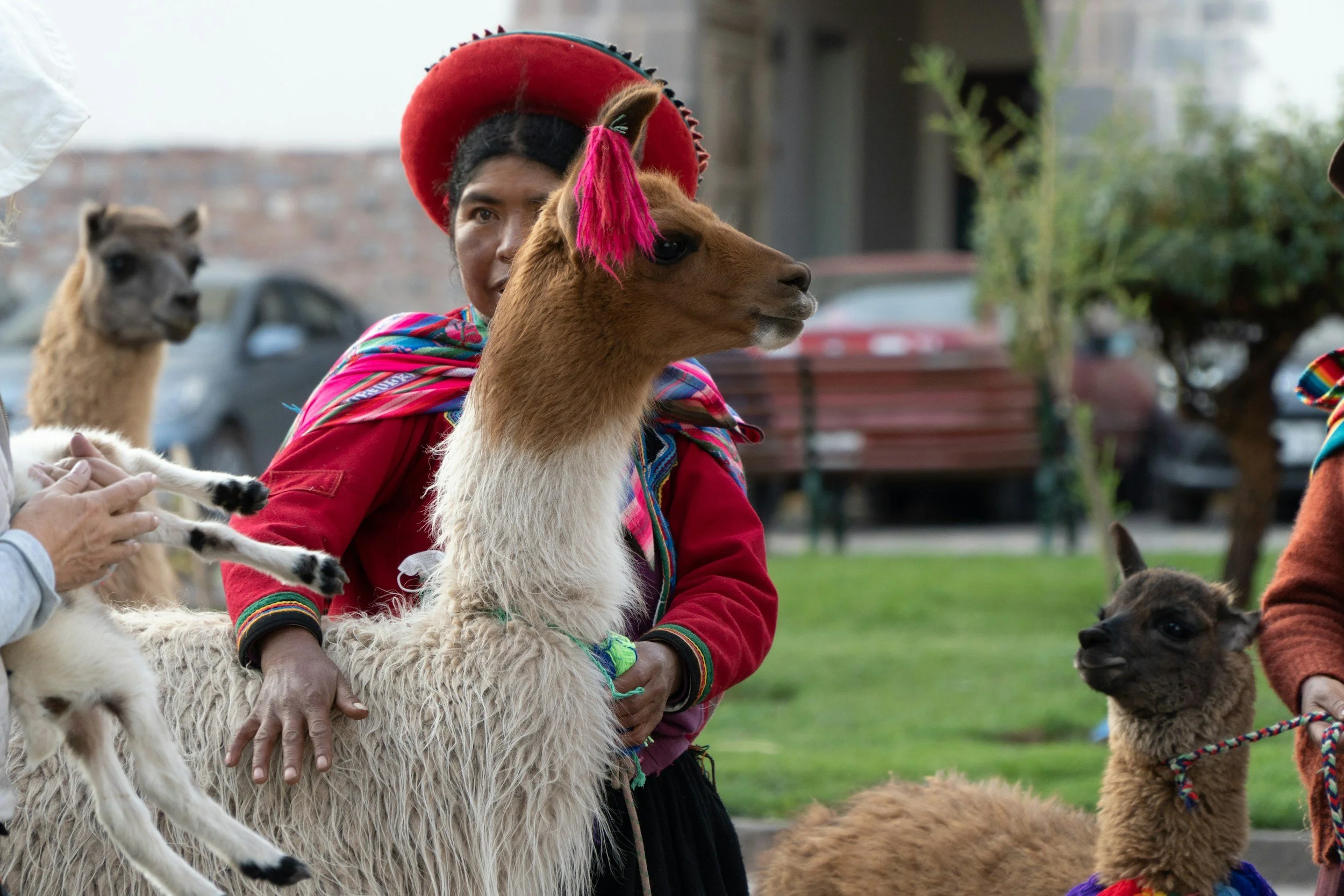 Peruvian woman in traditional dress with an alpaca near Cusco