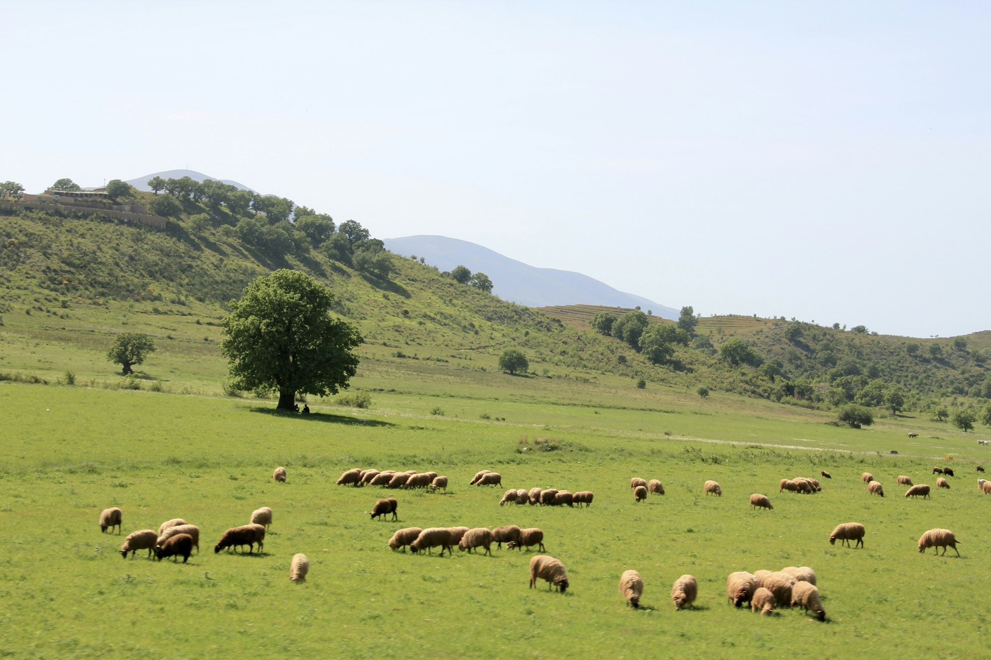 Green Albanian countryside in early summer